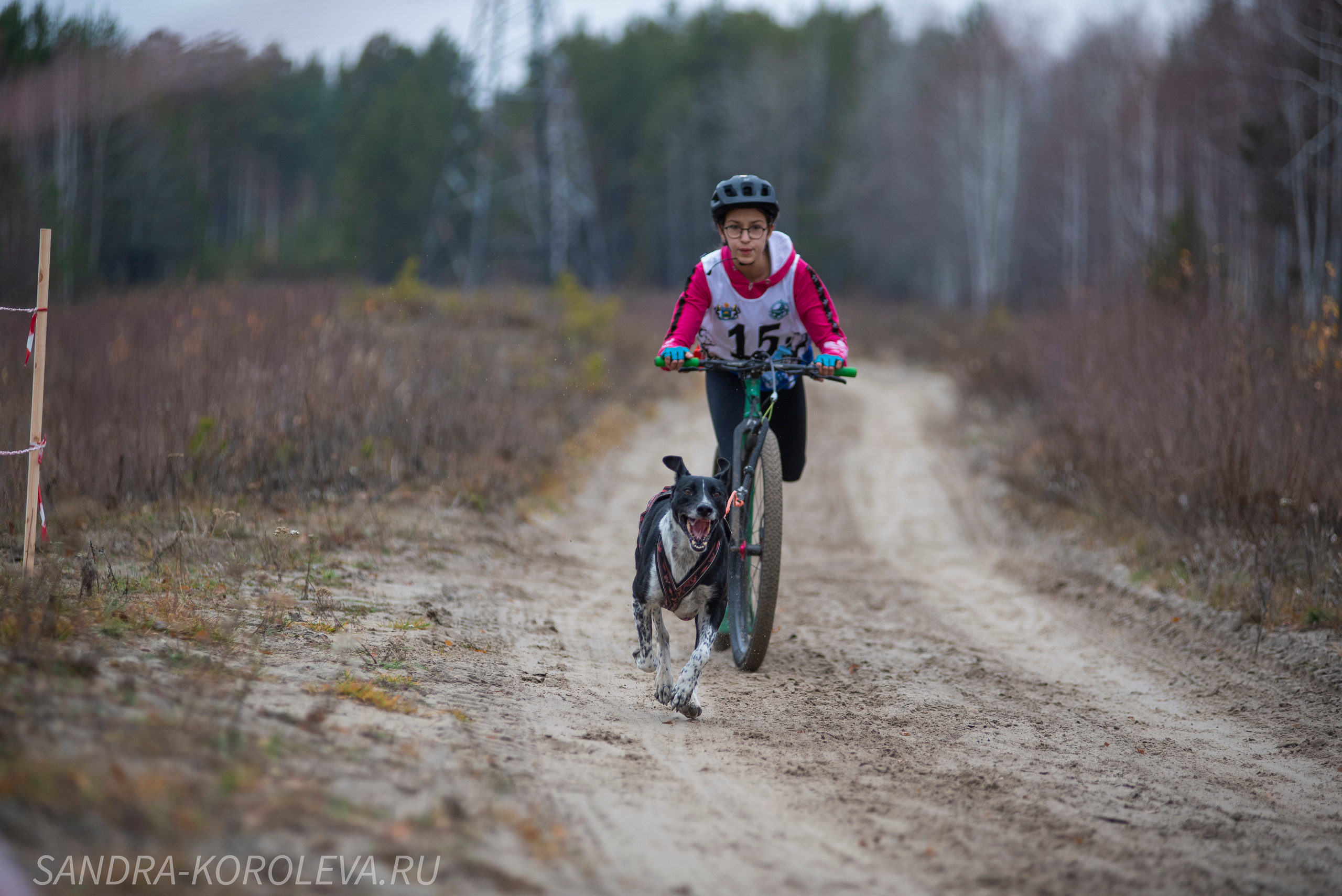 Спринт-гонка «Закрытие сезона» 24.10.2021. Дог-фотограф в Тюмени Александра Королева