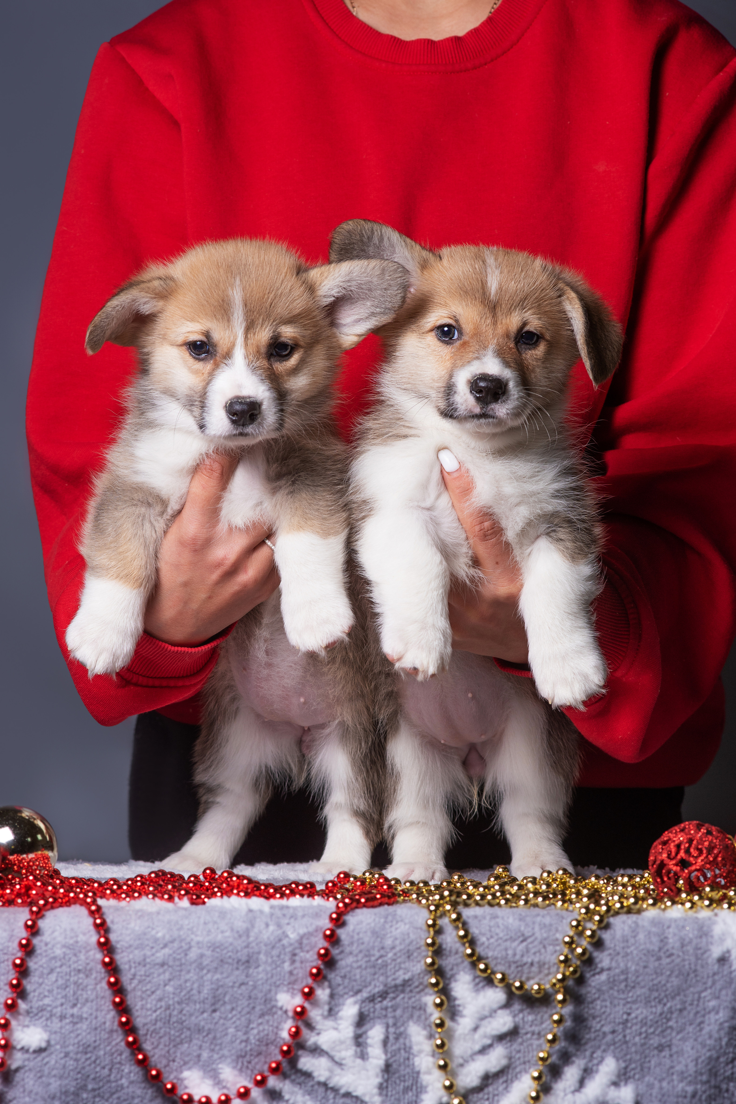 Новогодние коржики с сахарной посыпкой. Дог-фотограф в Тюмени Александра Королева