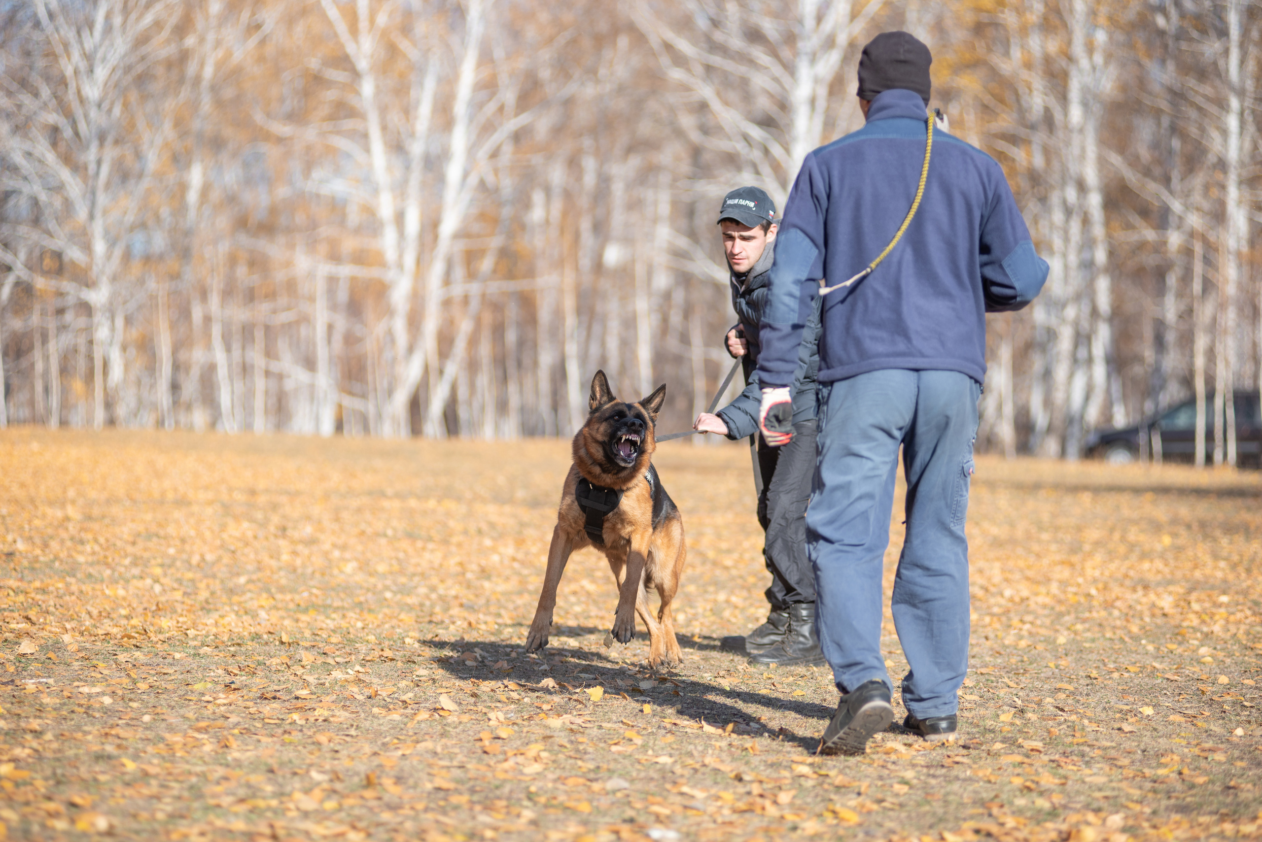 RUSSIAN HELPERS SCHOOL. Магнитогорск октябрь 2021. Дог-фотограф в Тюмени Александра Королева