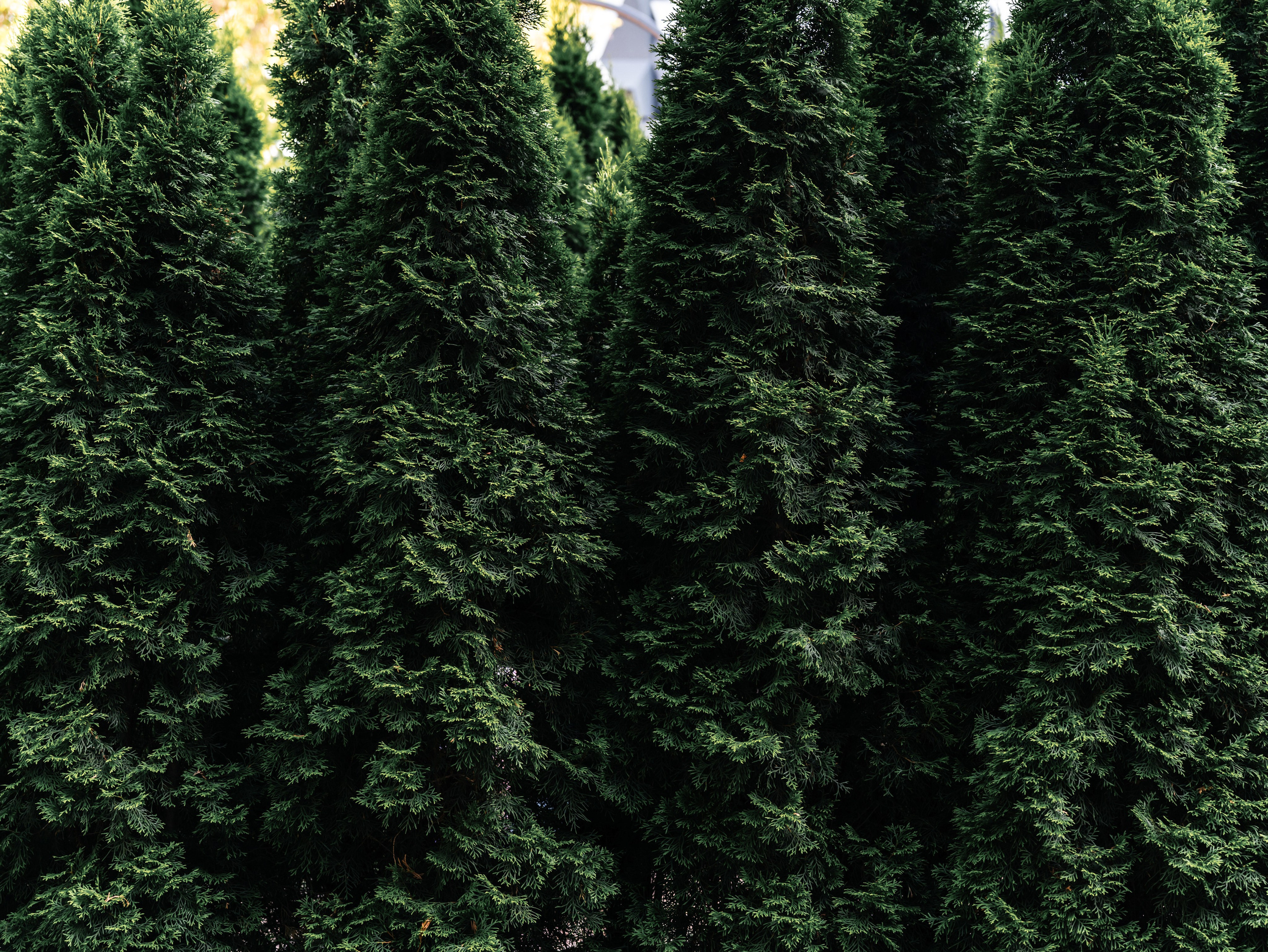 Магия любви ✨. Свадебный фотограф и видеограф в Тольятти, Самаре и Москве — Арзу Магеррамов