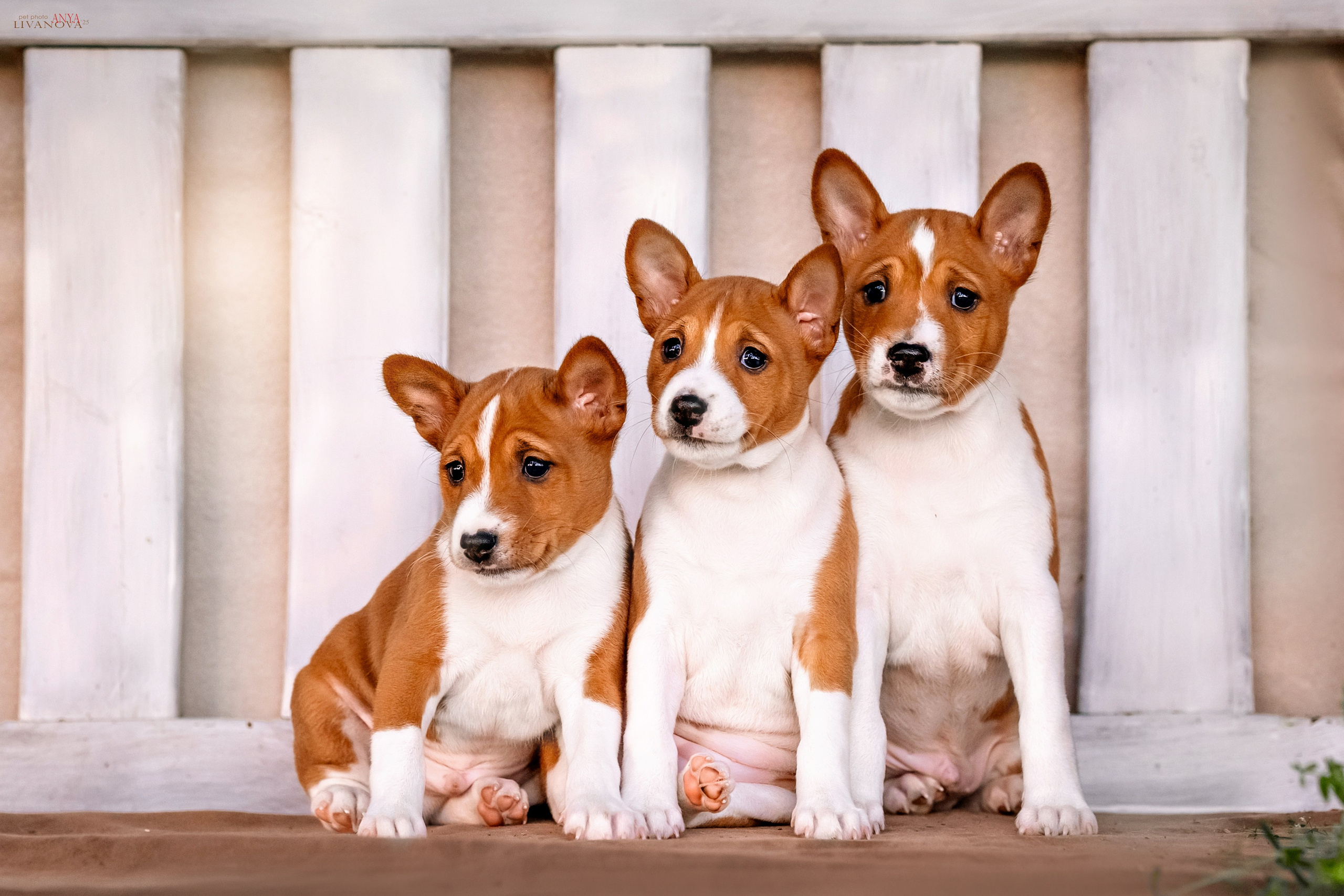 Басенджи. Фотограф анималист Аня Ливанова | Рыбинск