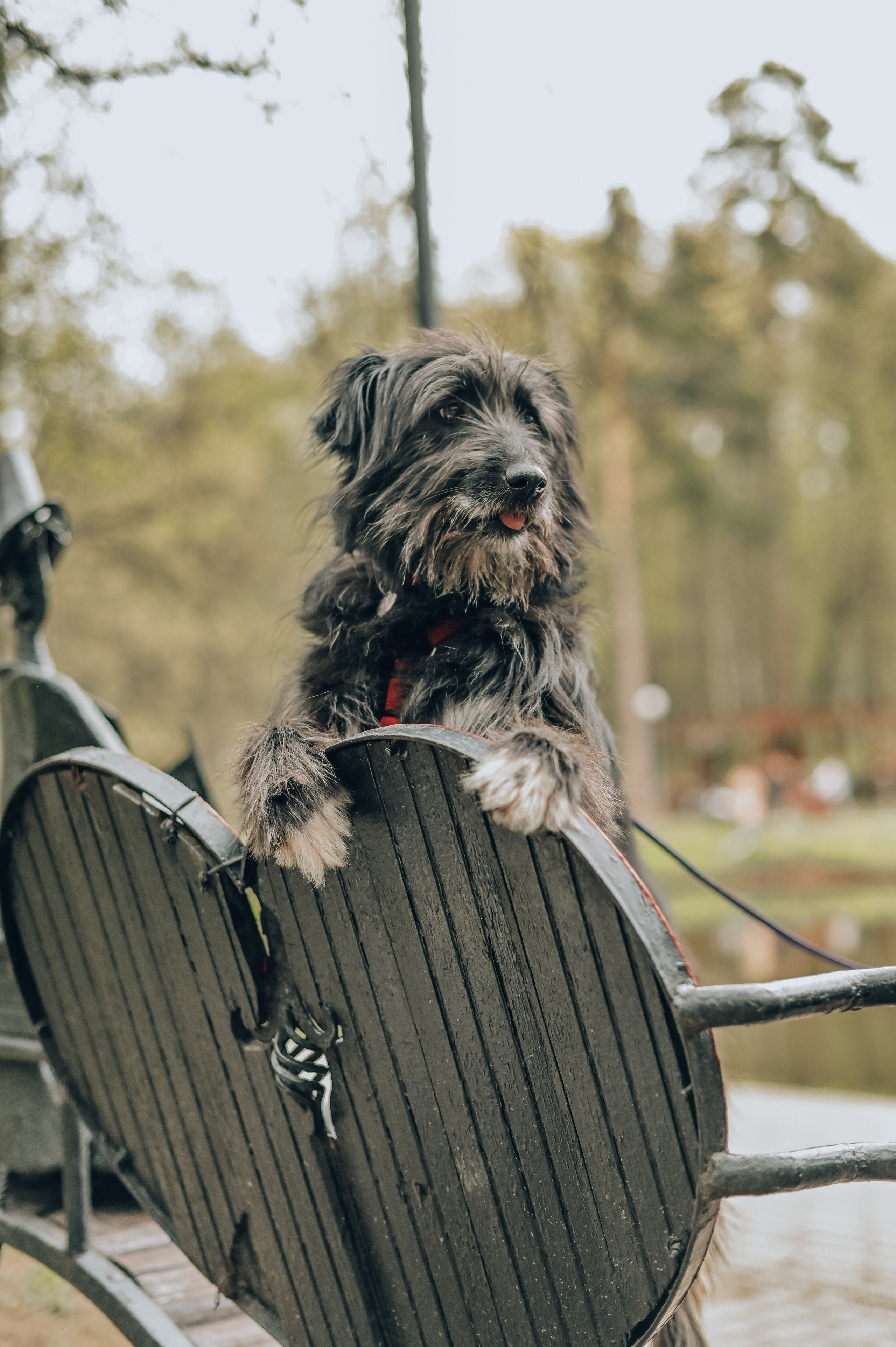 Занятие с кинологом. Семейный и репортажный фотограф в Москве Анастасия Трубкина