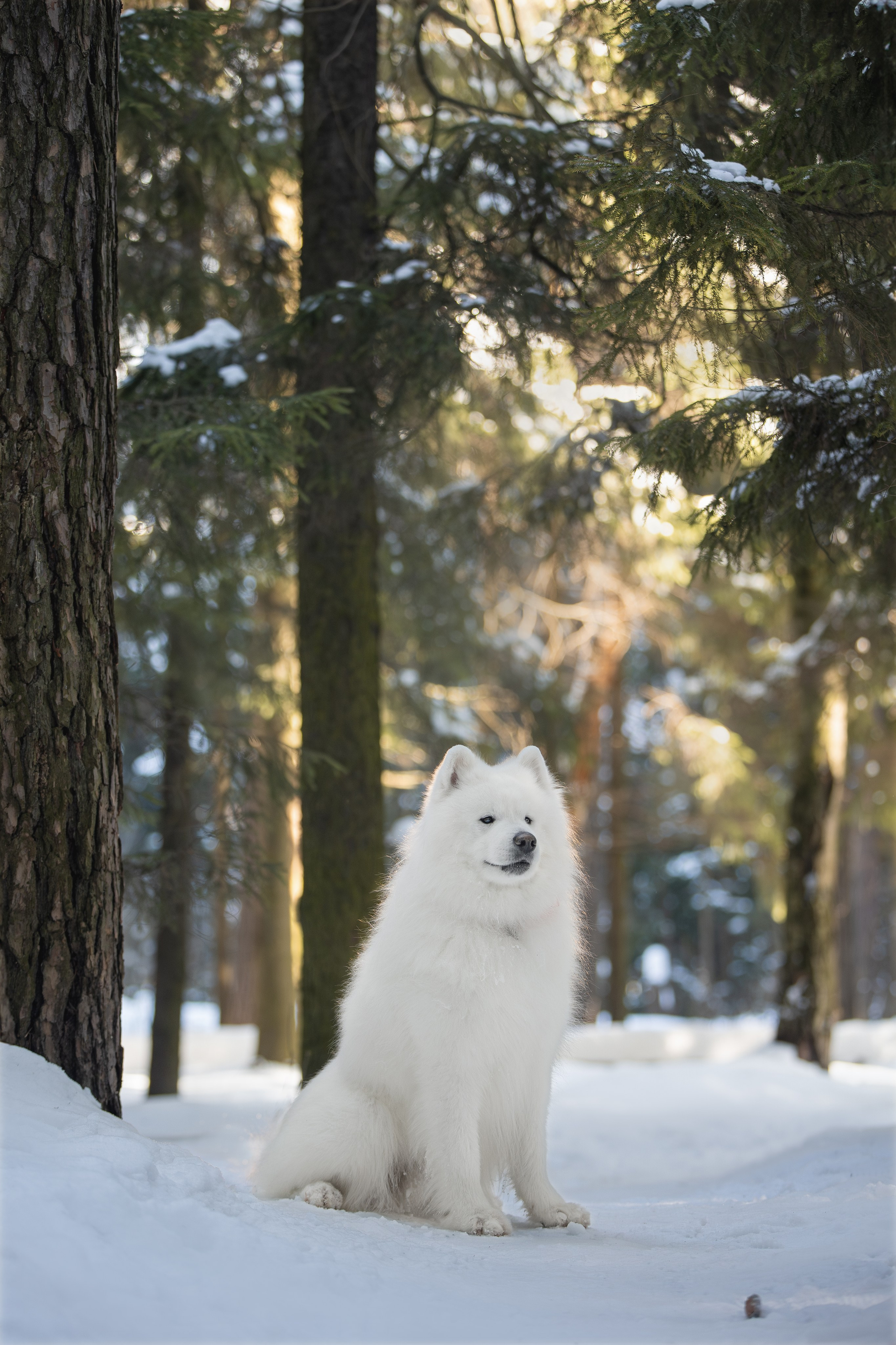 Дмитрий, Наталья и Панти. Фотограф анималист в Москве Майорова Евгения