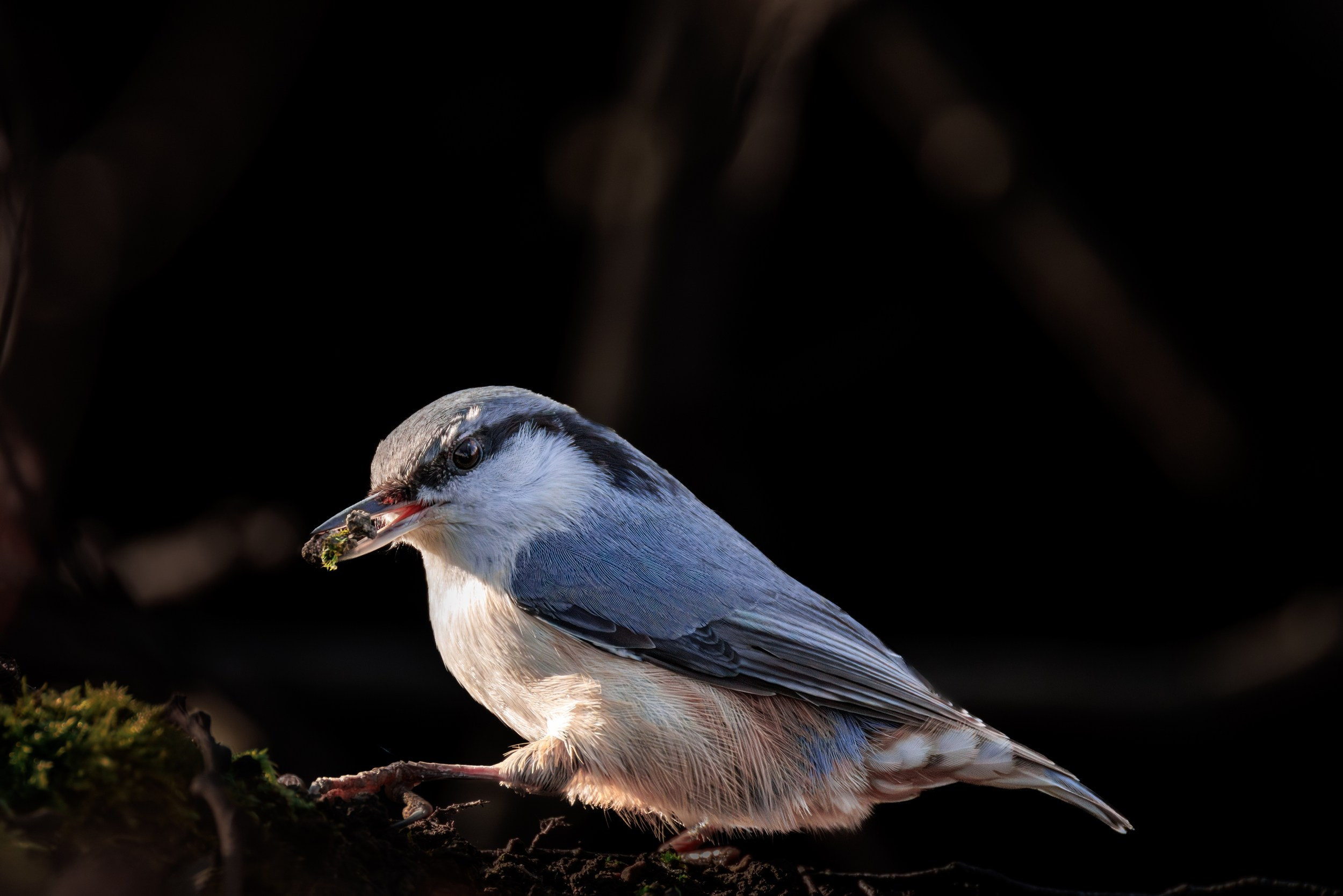 Поползень. Фотограф дикой природы Роман Исаенков