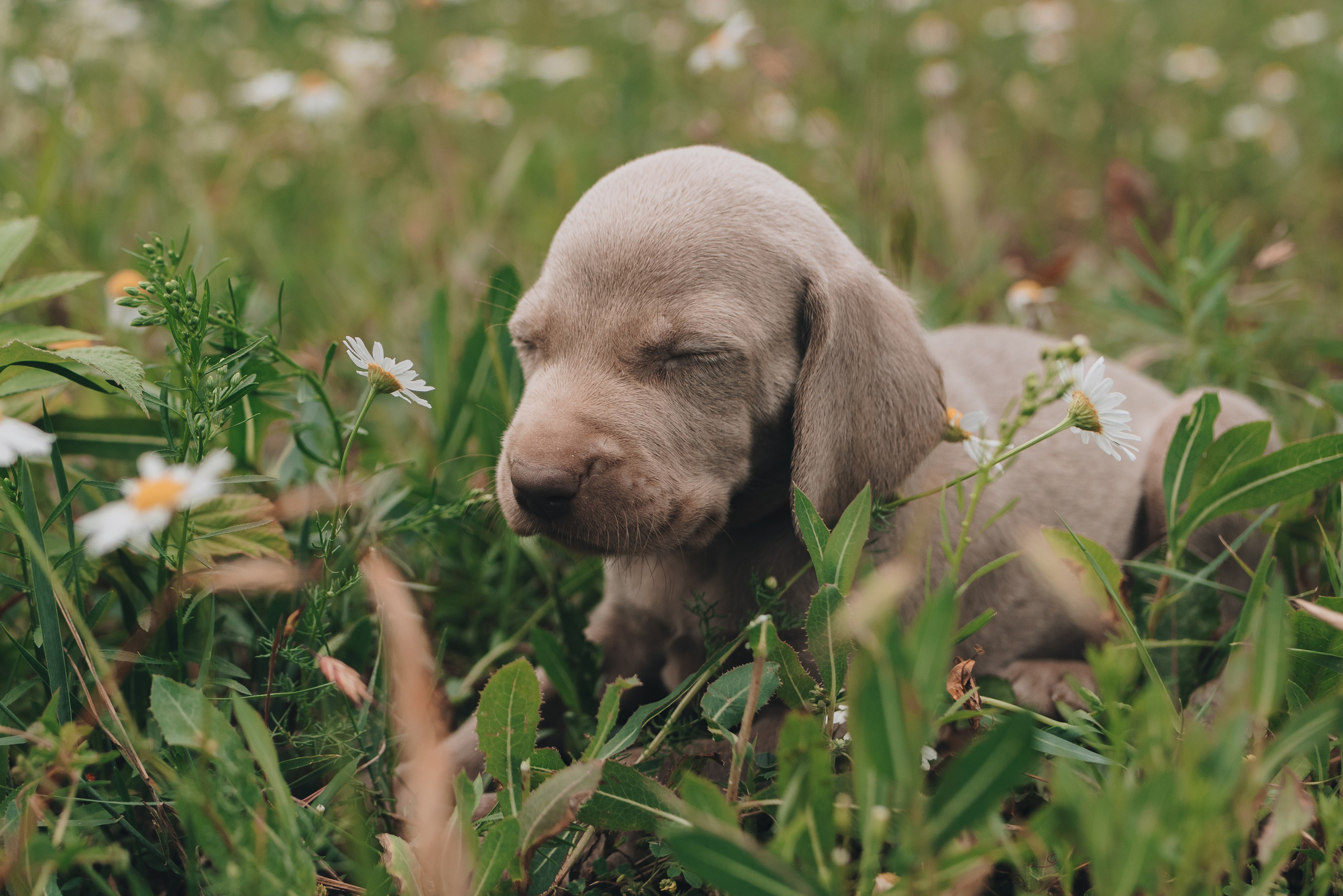 Weimaraner. Natalia Finch Photography — Family, Kids & Pet Photographer in Chicago, IL