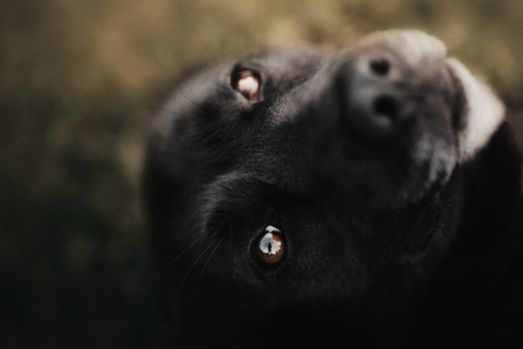 Real moments between people and their dogs