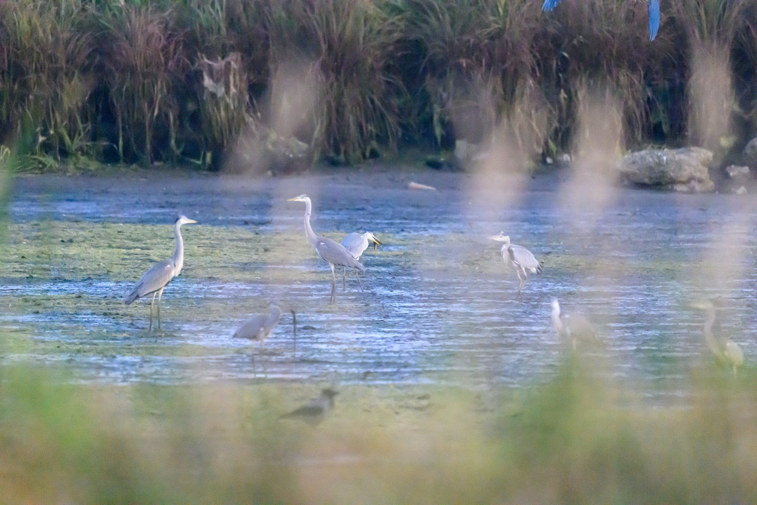Пруды спустили. The ponds have been drained. Wildlife photography by Sergey Puponin
