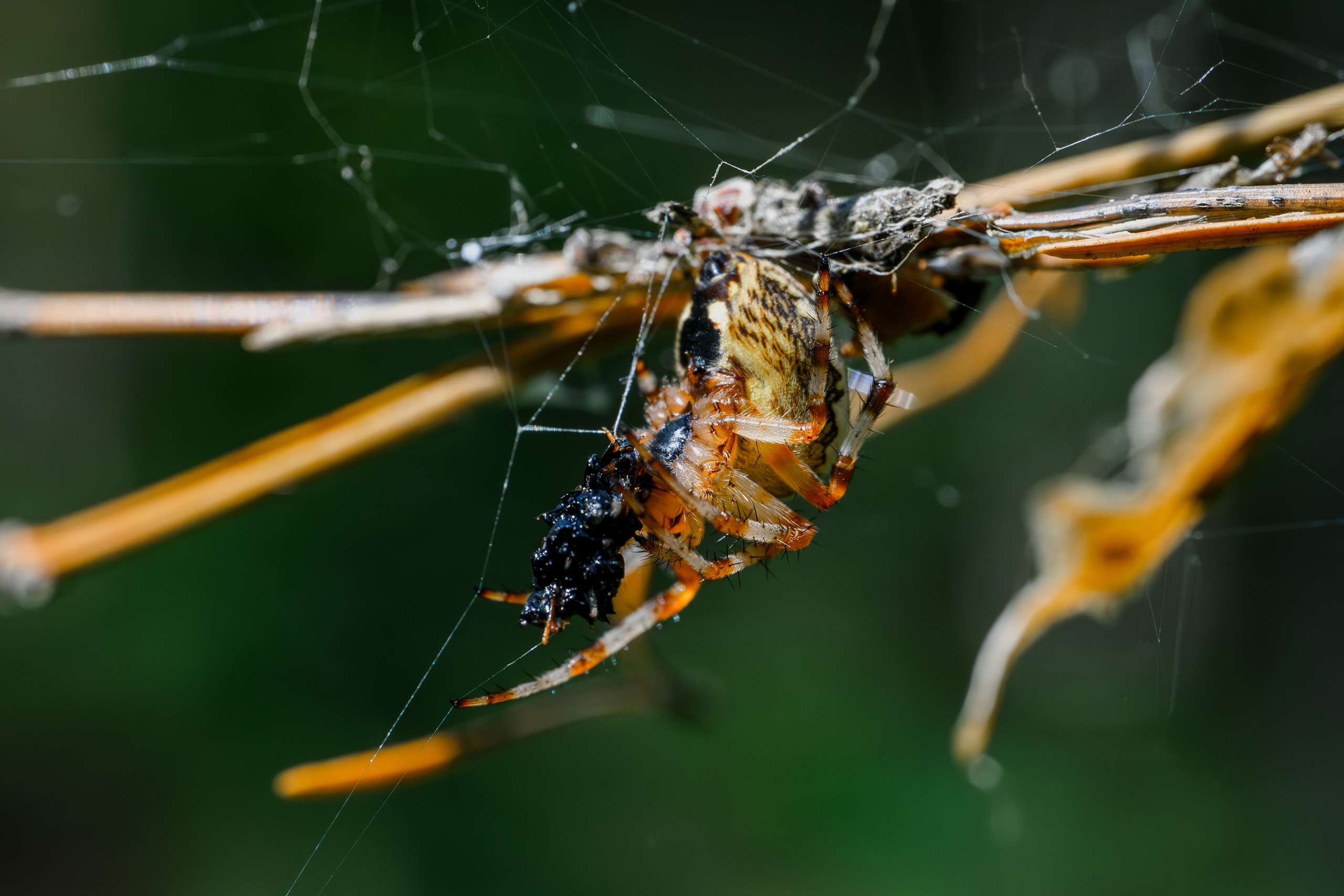 Пауки Жуки. Фотограф Александр Смирнов