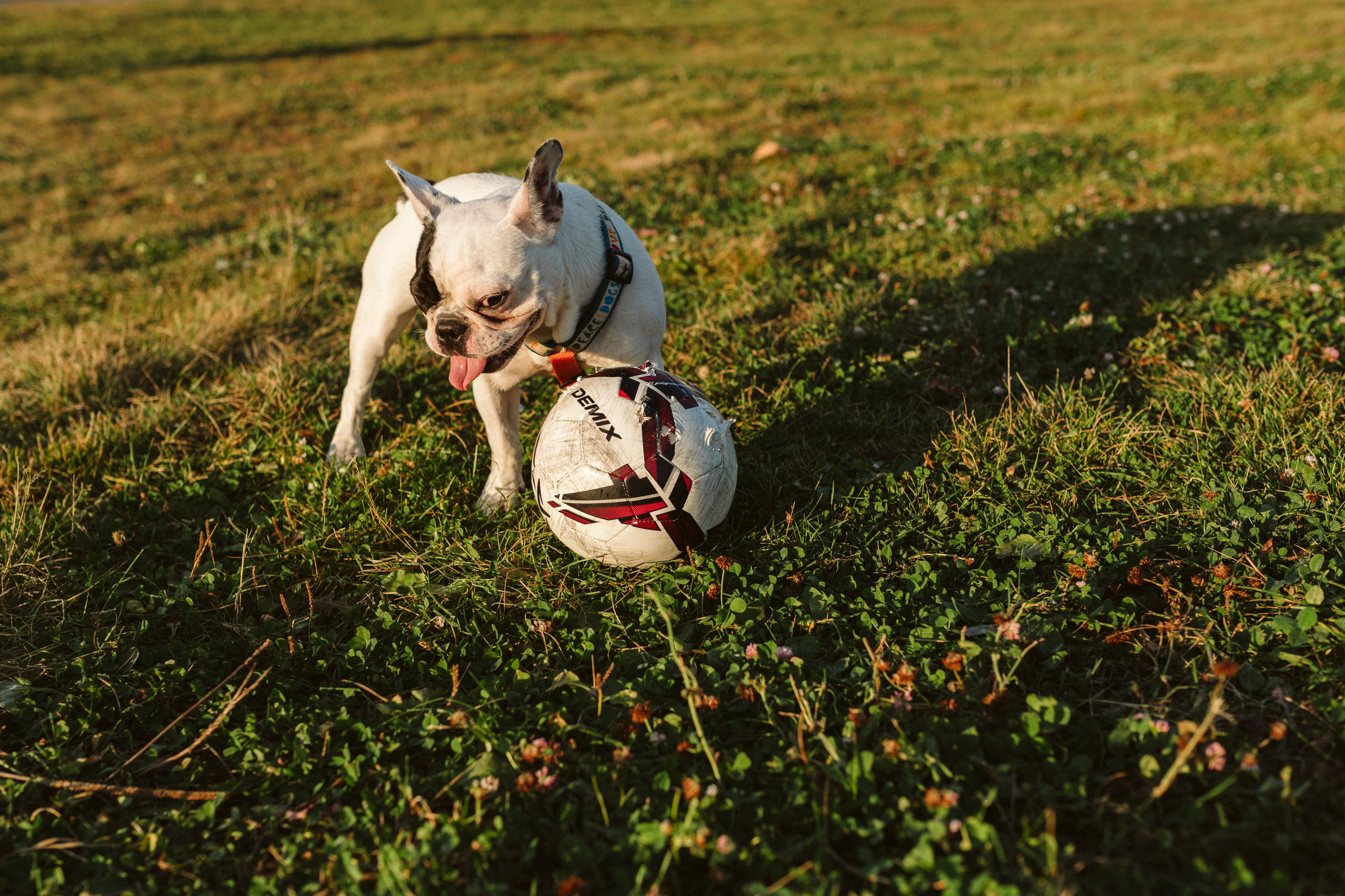 Инна и Белль. Фотограф анималист в Москве Ольга Агушева
