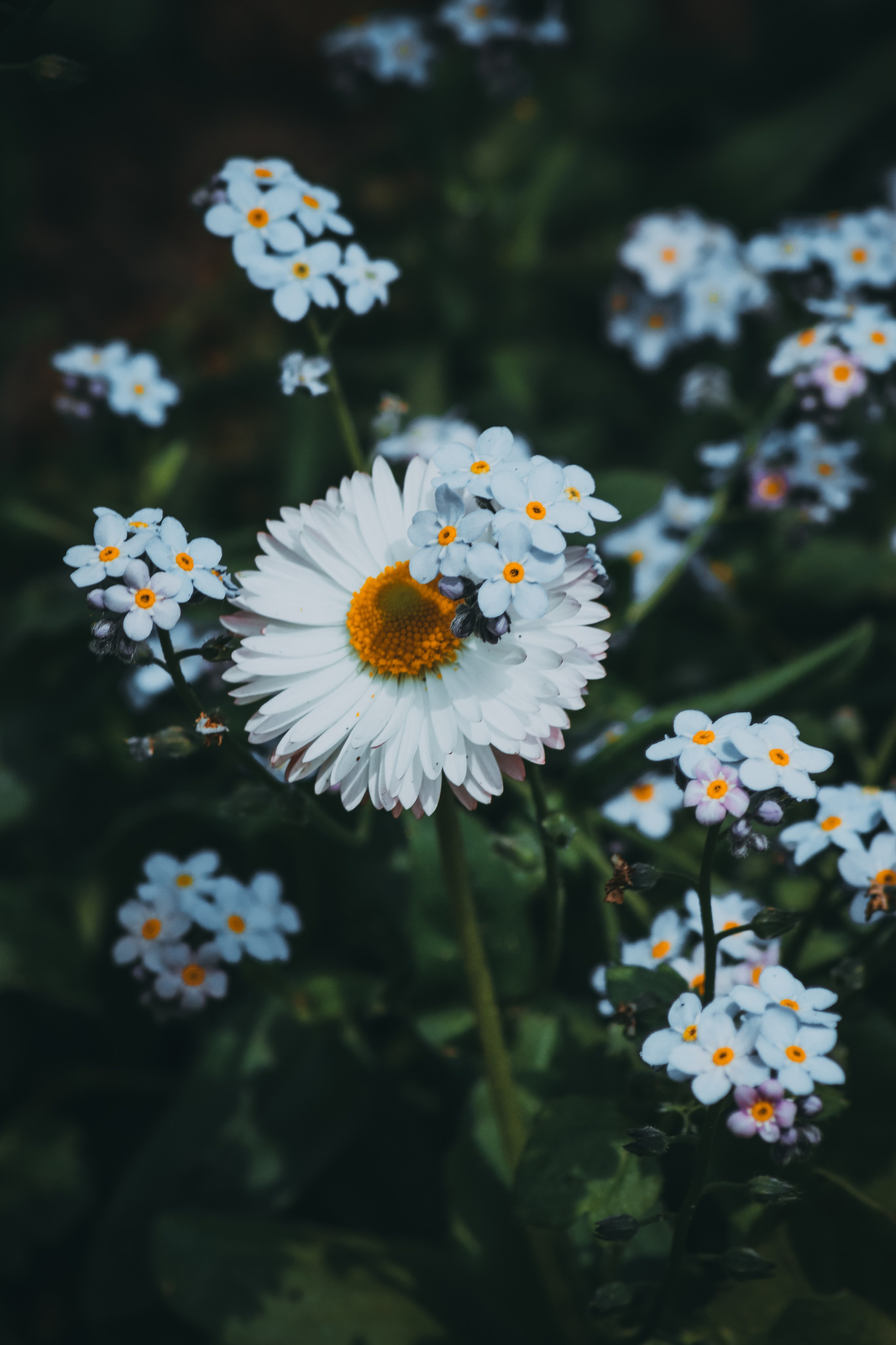 Р А С Т Е Н И Я. — Digital Noise —