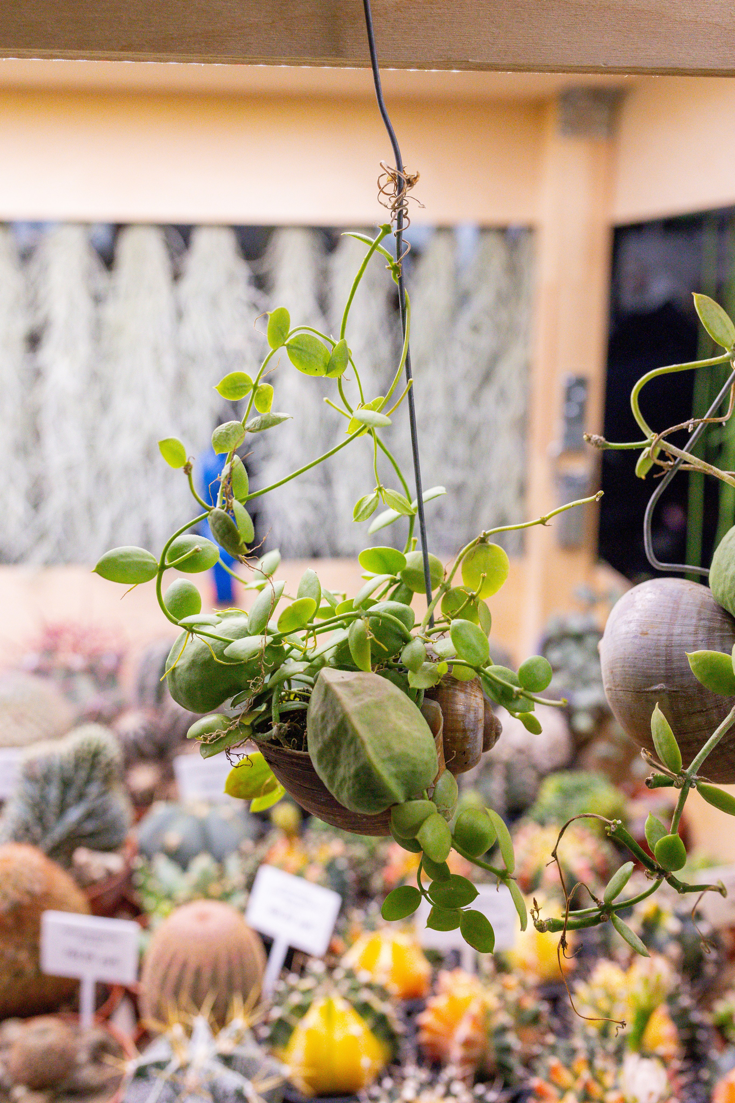 Монстериум 11–12 октября. Александра Куликова фотограф, Москва