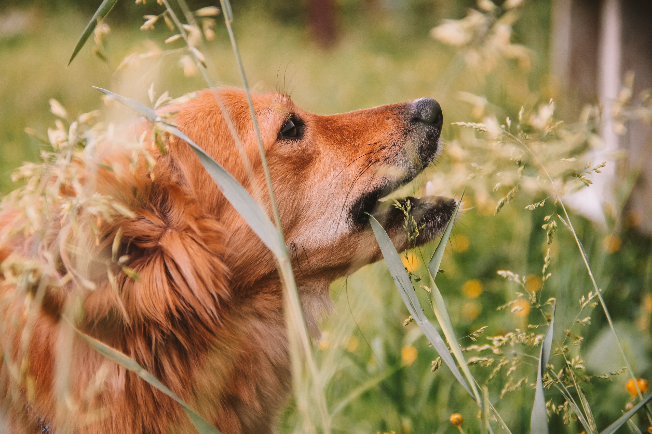 Кнопа. Валерия Гуртовая | Фотограф, Санкт-Петербург