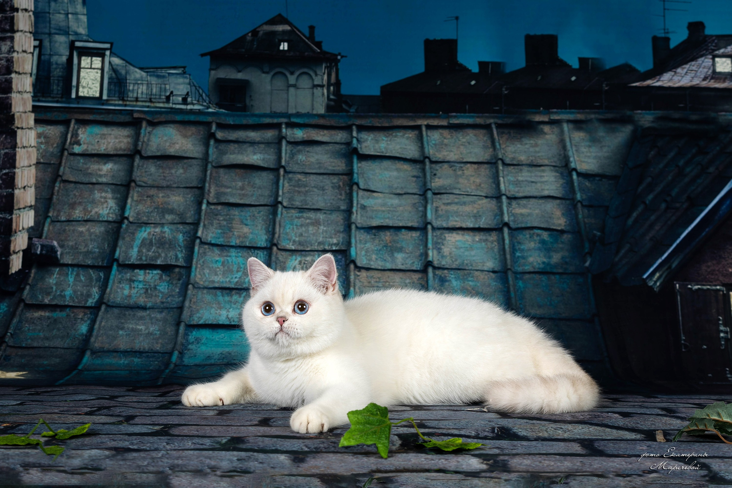 Тематические фоны с рисунком. Фотограф-анималист в Омске Екатерина Маричева