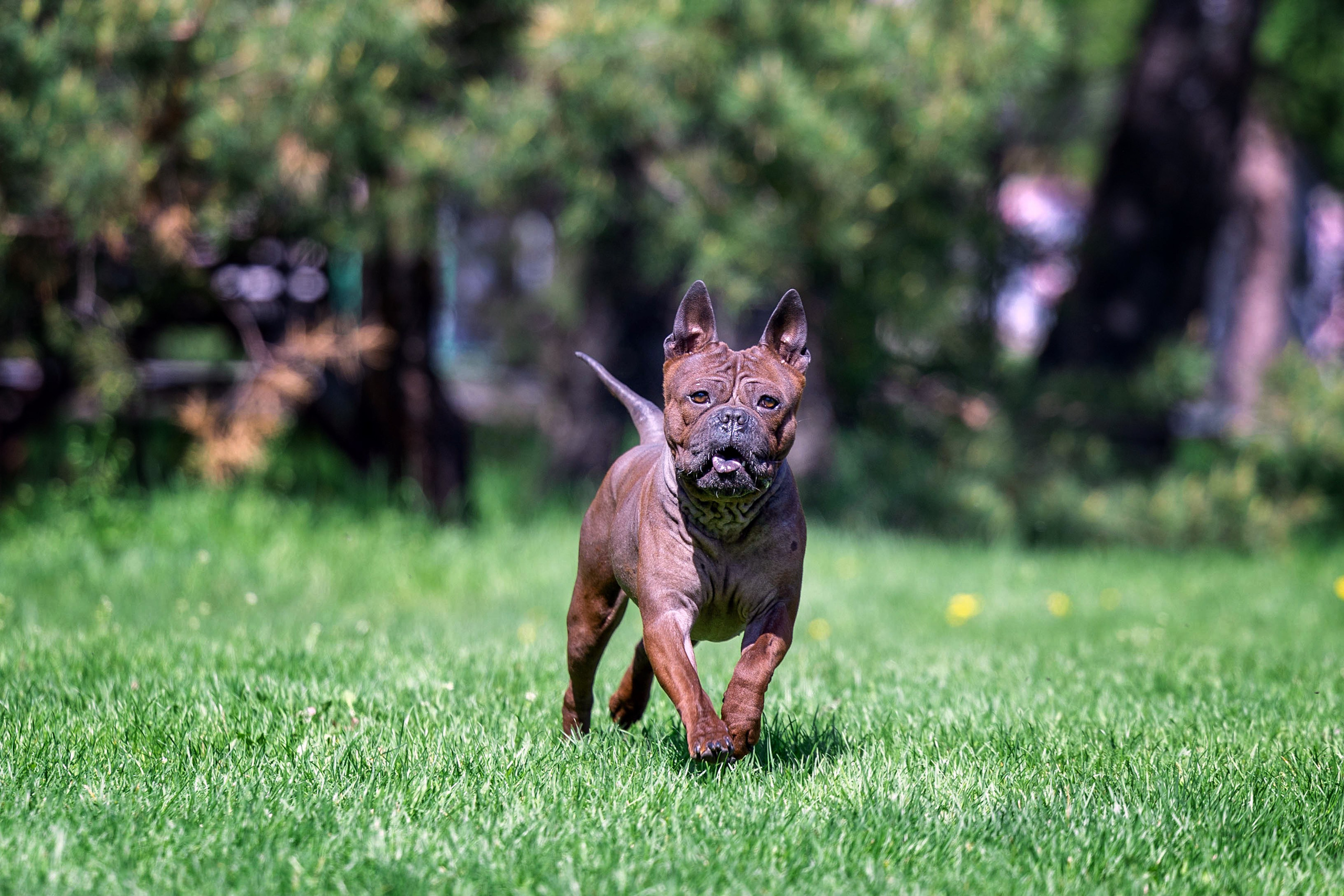 Заринговая съёмка на выставках собак. Фотограф-анималист в Омске Екатерина Маричева