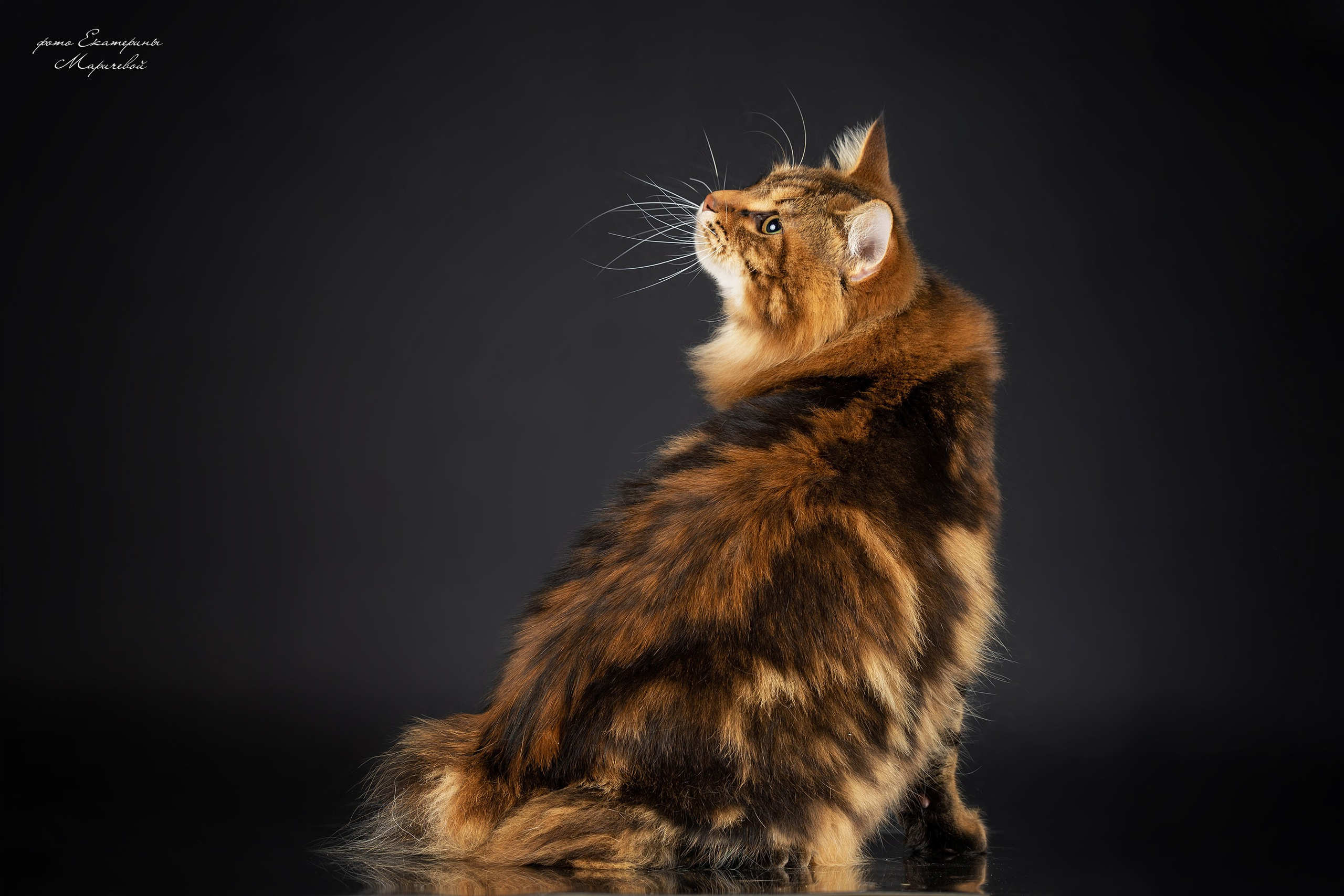 Стендовая съёмка на выставках кошек. Фотограф-анималист в Омске Екатерина Маричева