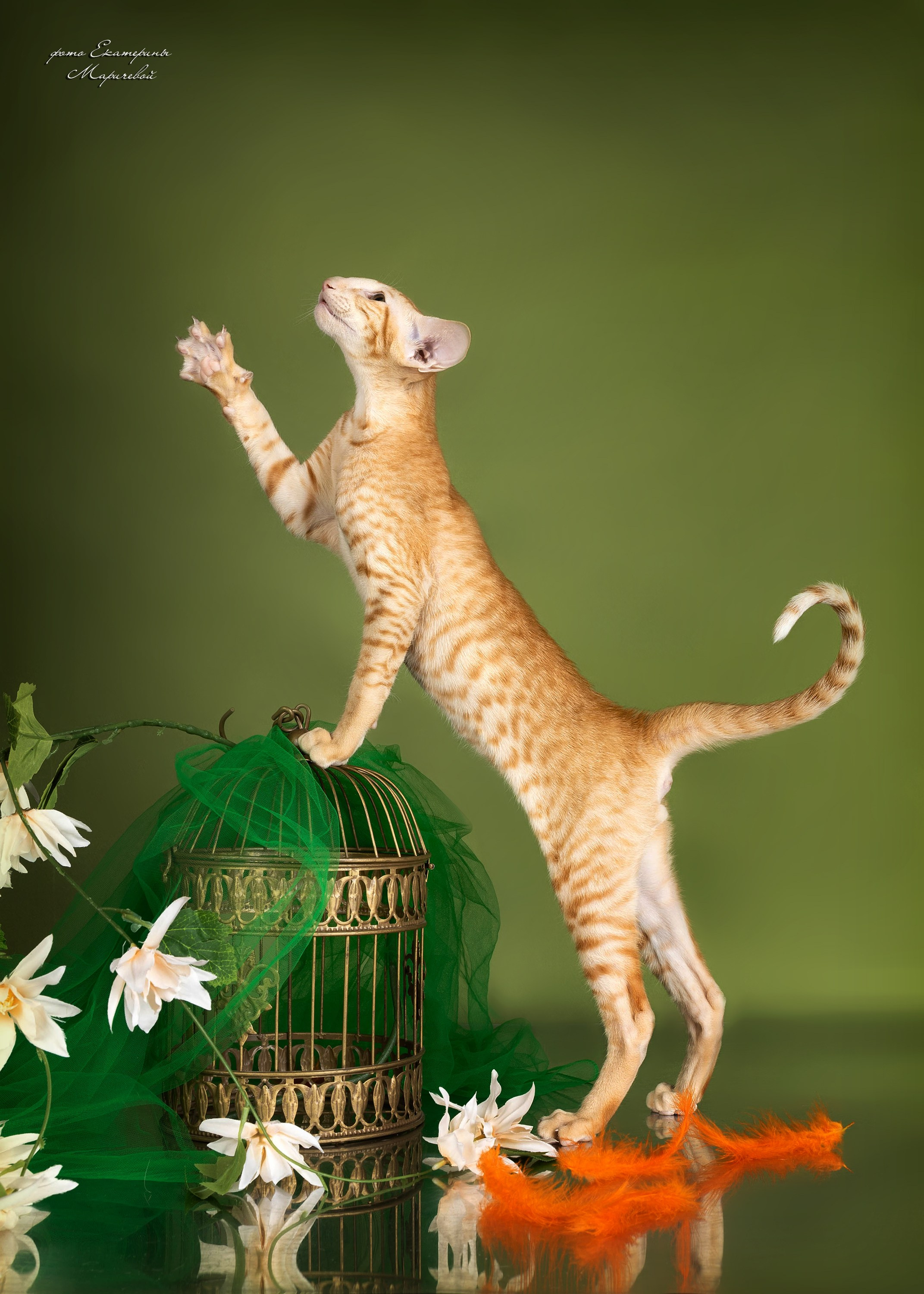 Стендовая съёмка на выставках кошек. Фотограф-анималист в Омске Екатерина Маричева