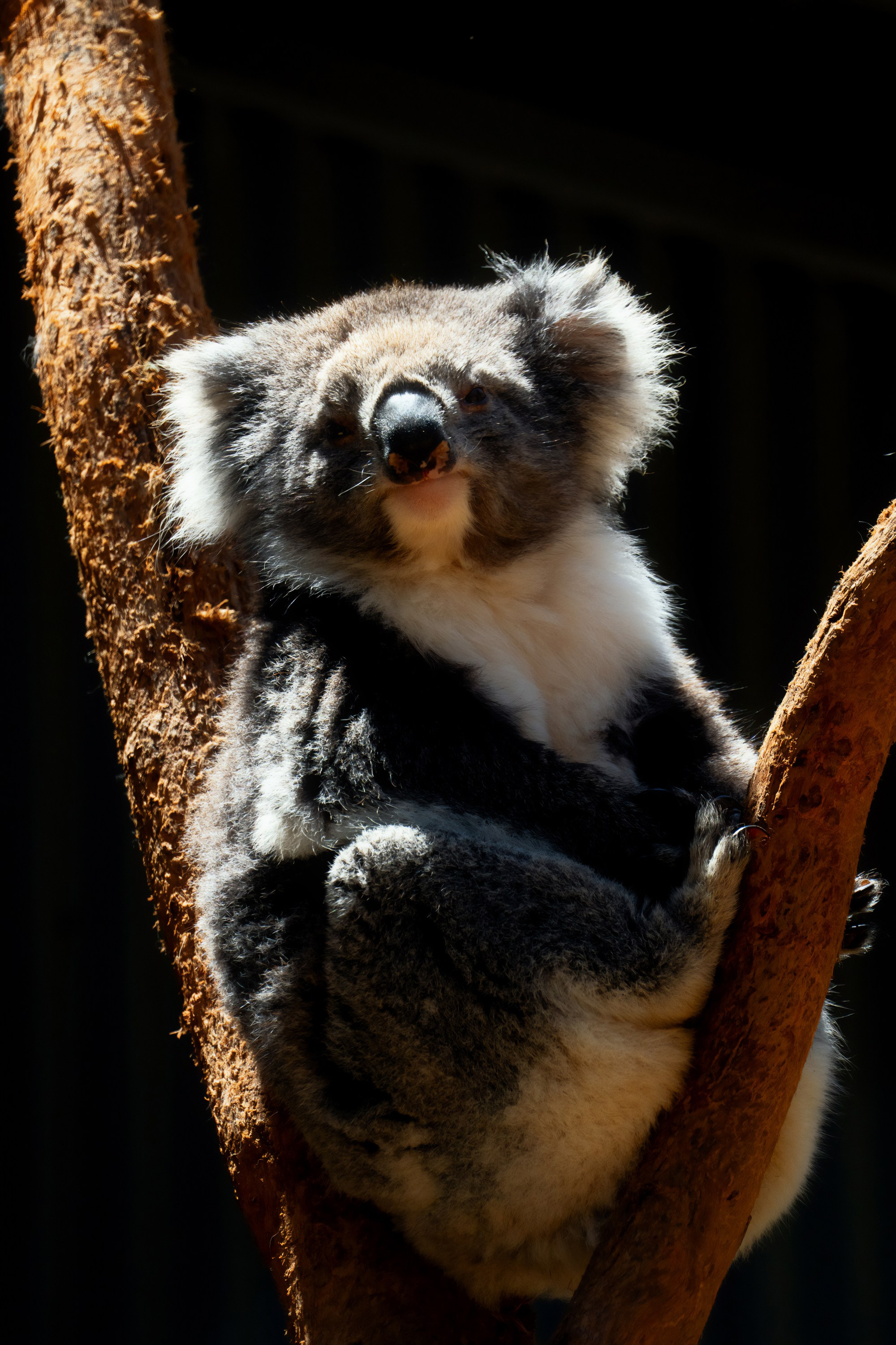 Австралия. Фотограф в Хабаровске. Фотография за 24 часа