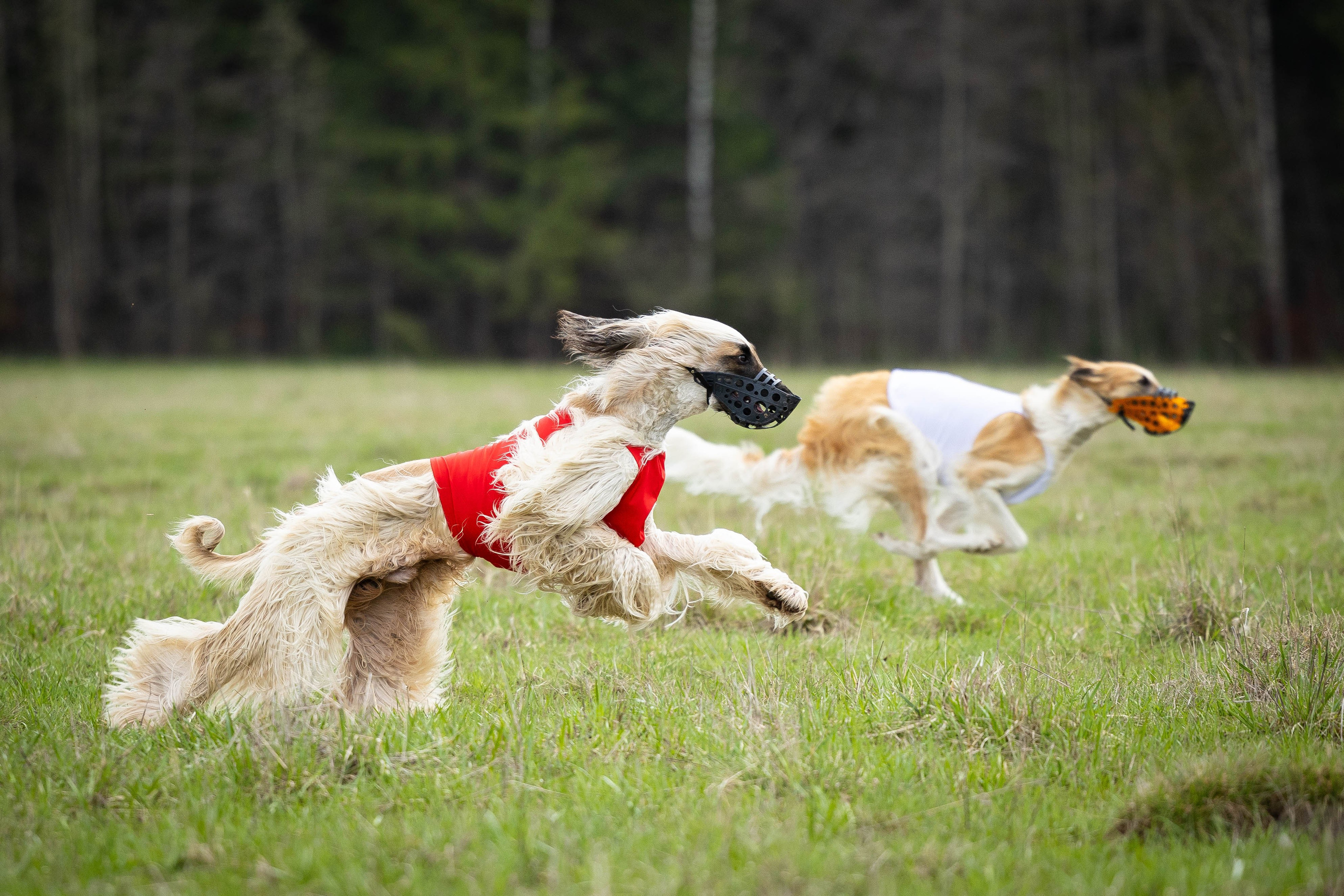 Курсинг. Фотограф Анималист в Перми Анастасия Остерман