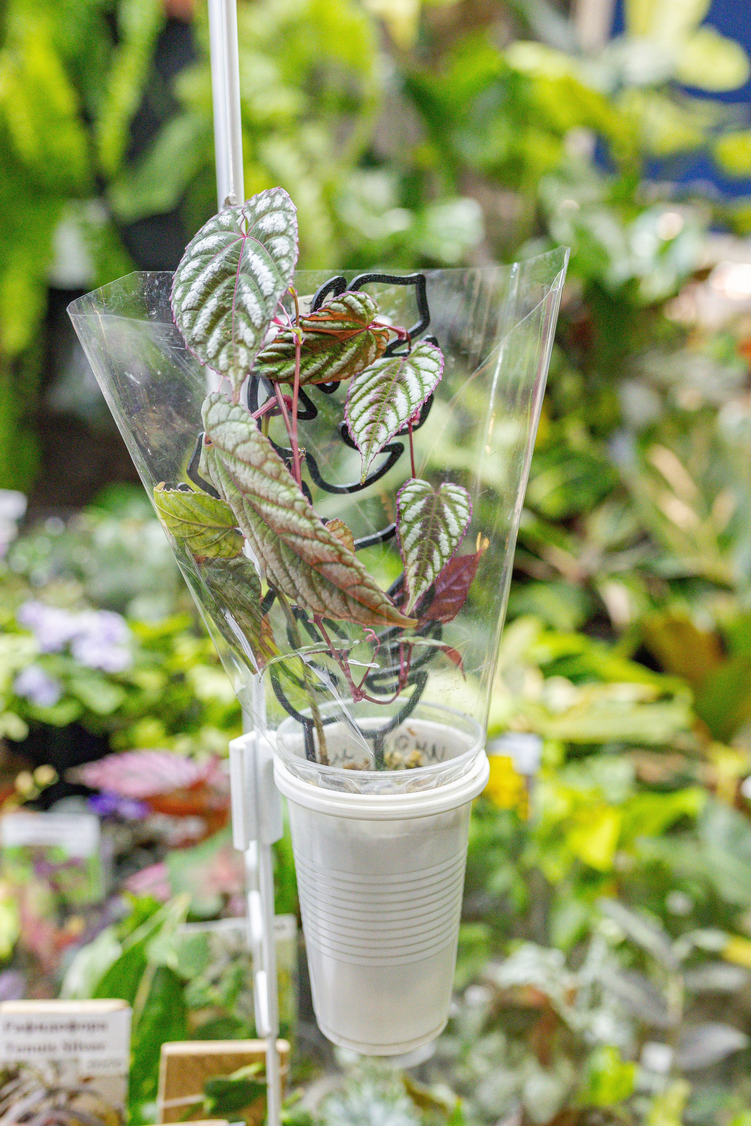 Монстериум апрель 2026. Александра Куликова фотограф, Москва