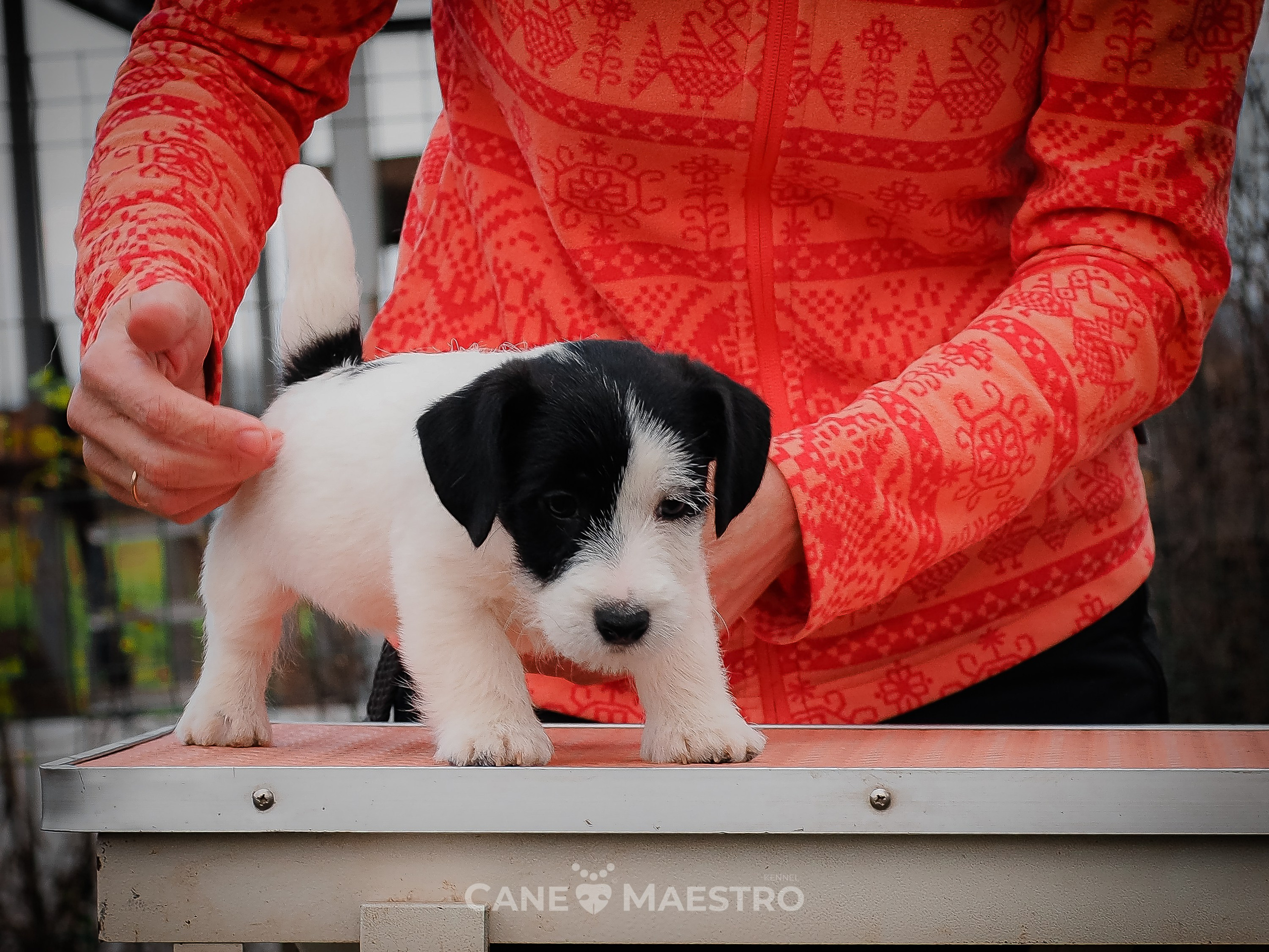 КОБ_Z_2_BLACK_27_08_2025. КАНЕ МАЭСТРО — питомник Джек рассел терьеров