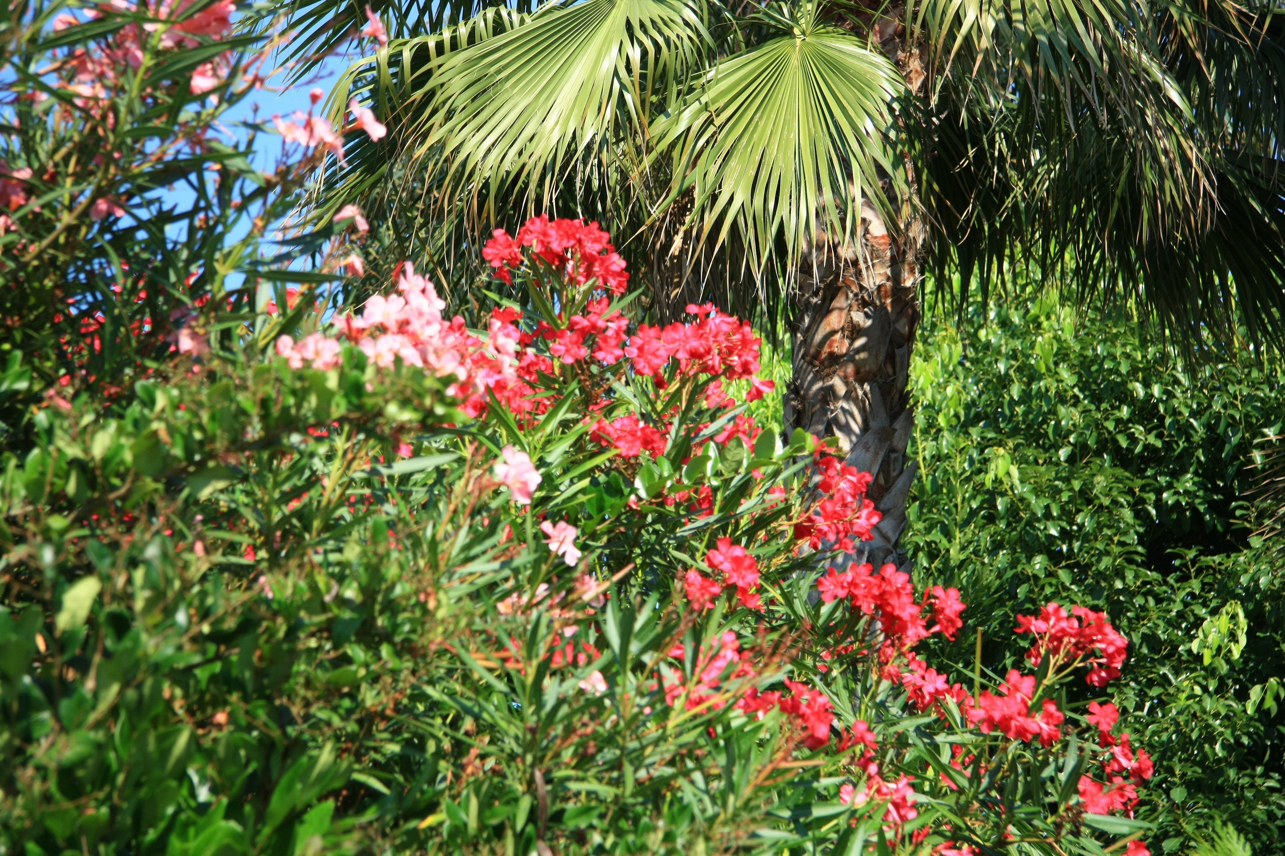 Первые кадры. Сочи — парк. Фотограф Роман Адлер