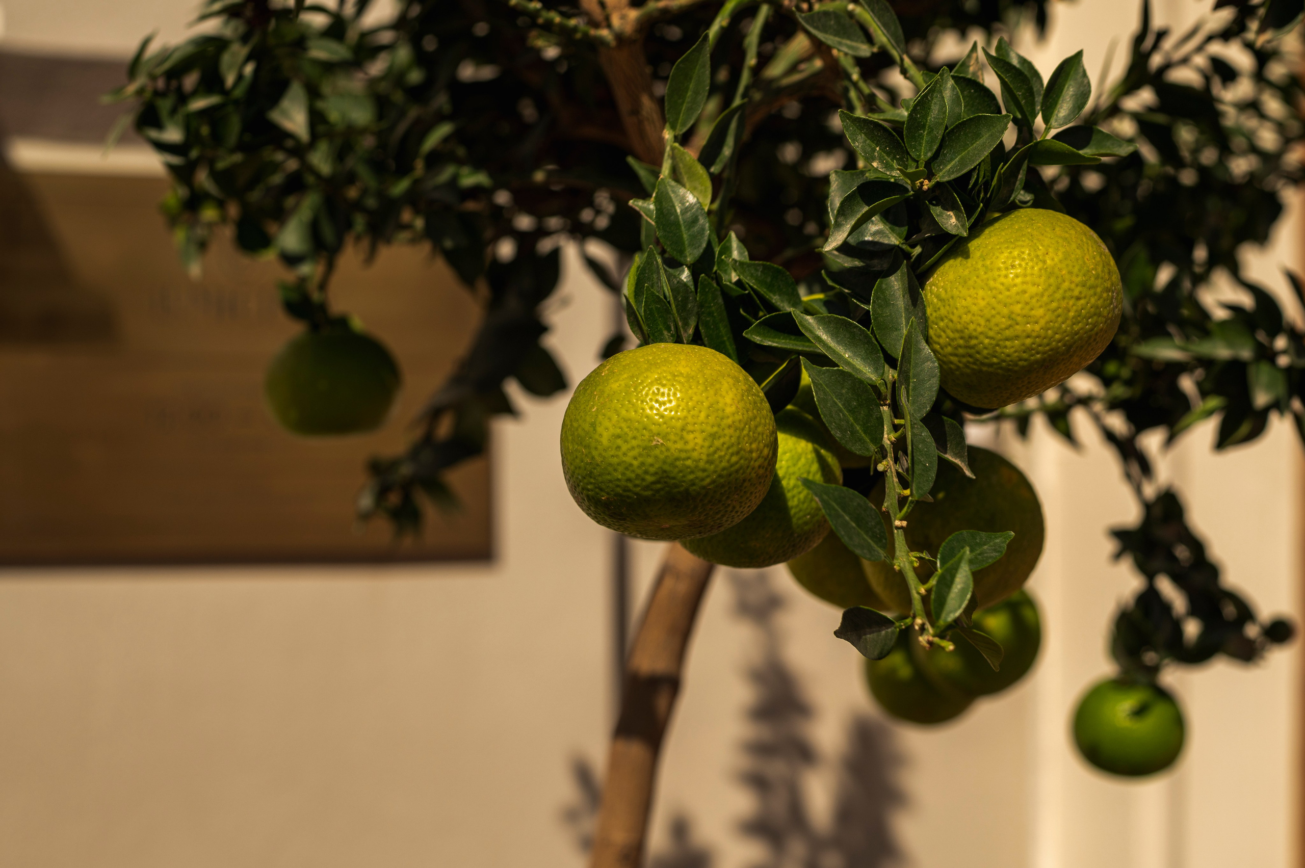 Фотопрогулка по Москве. Фотограф Роман Адлер