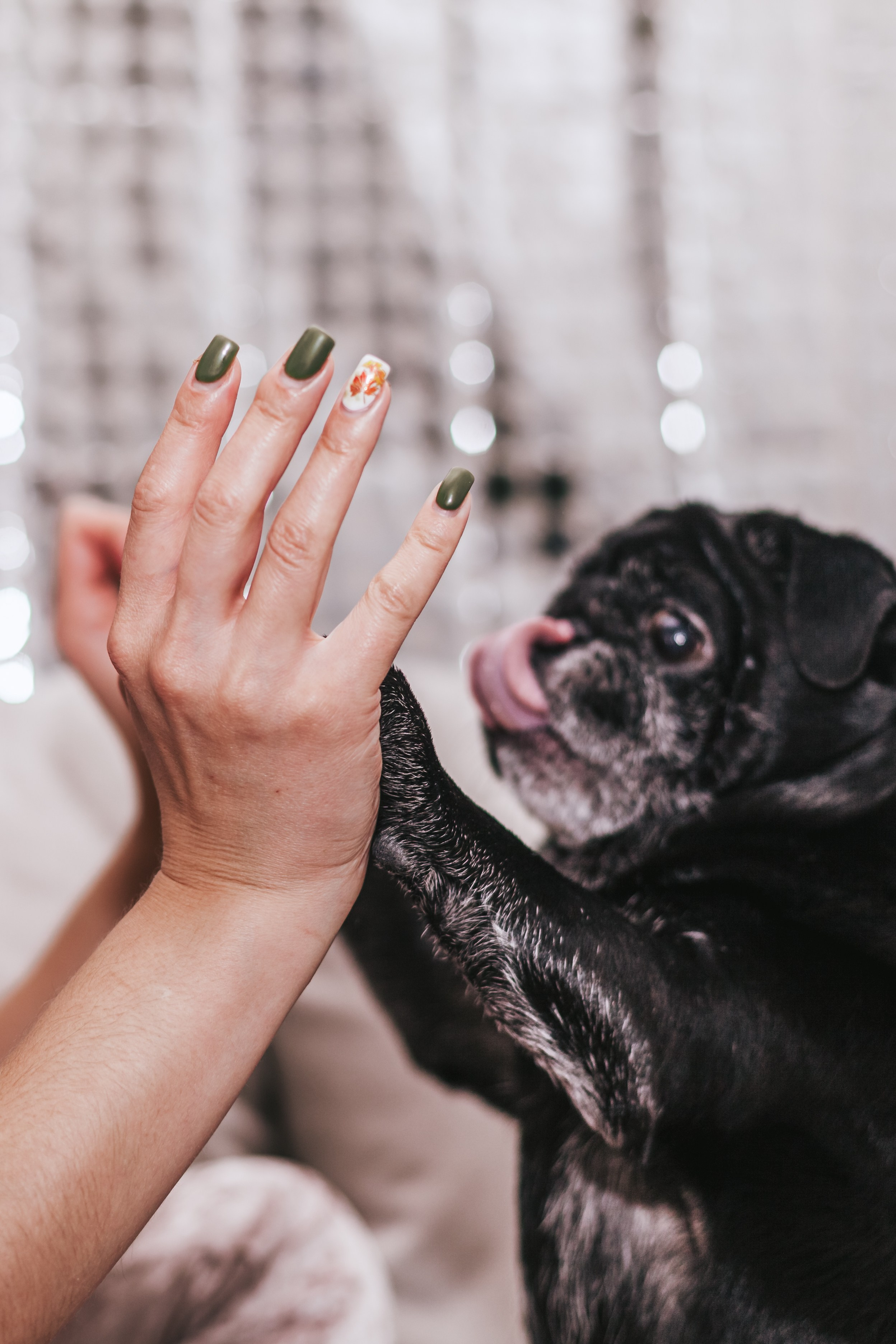 Домашняя фотосессия Оли и двух ее мопсов. Фотограф-анималист Татьяна Степанова