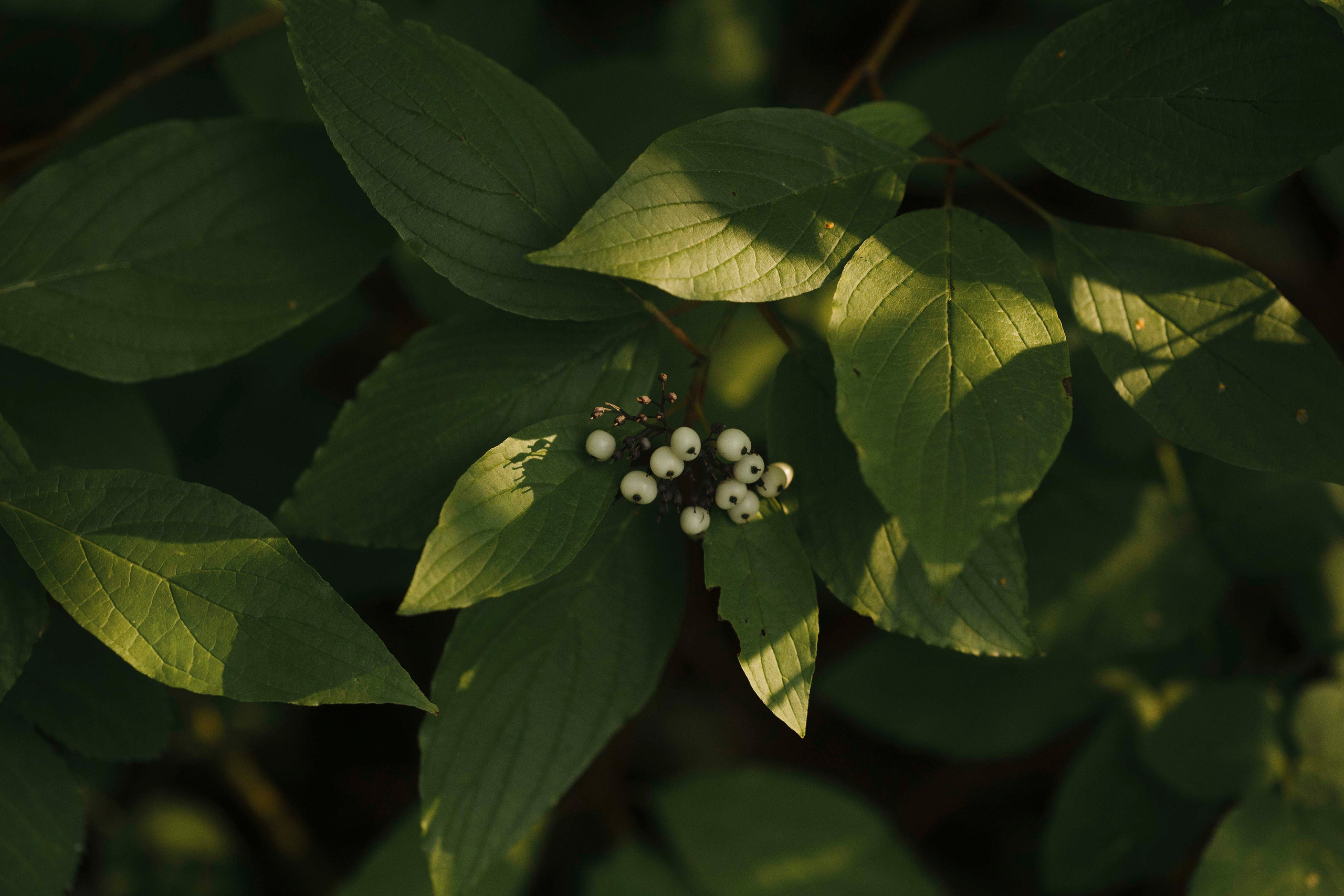 Тайга. Фотограф- анималист Александра Матвеева