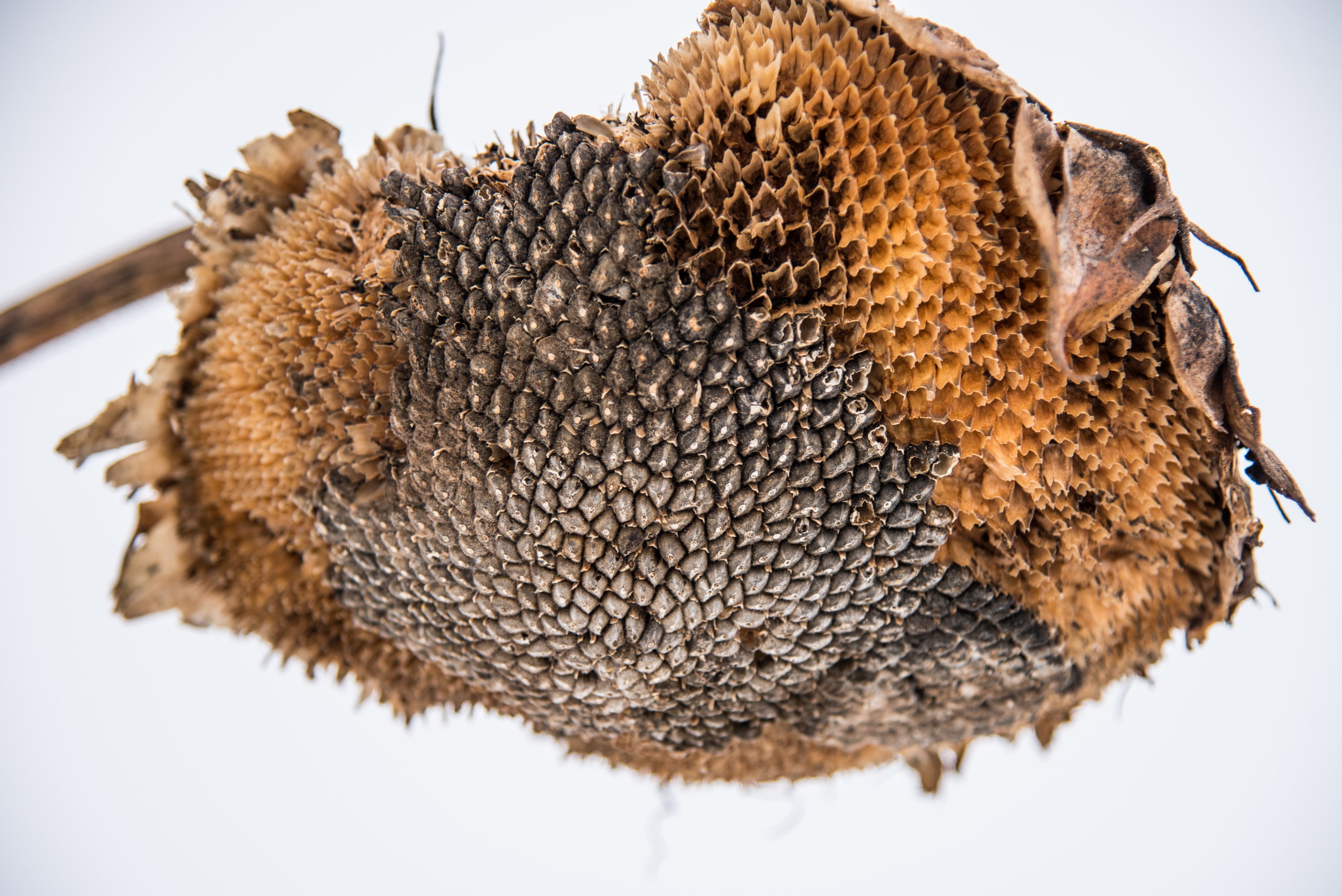 Природа. Фотография для жизни от Елены Чихичиной