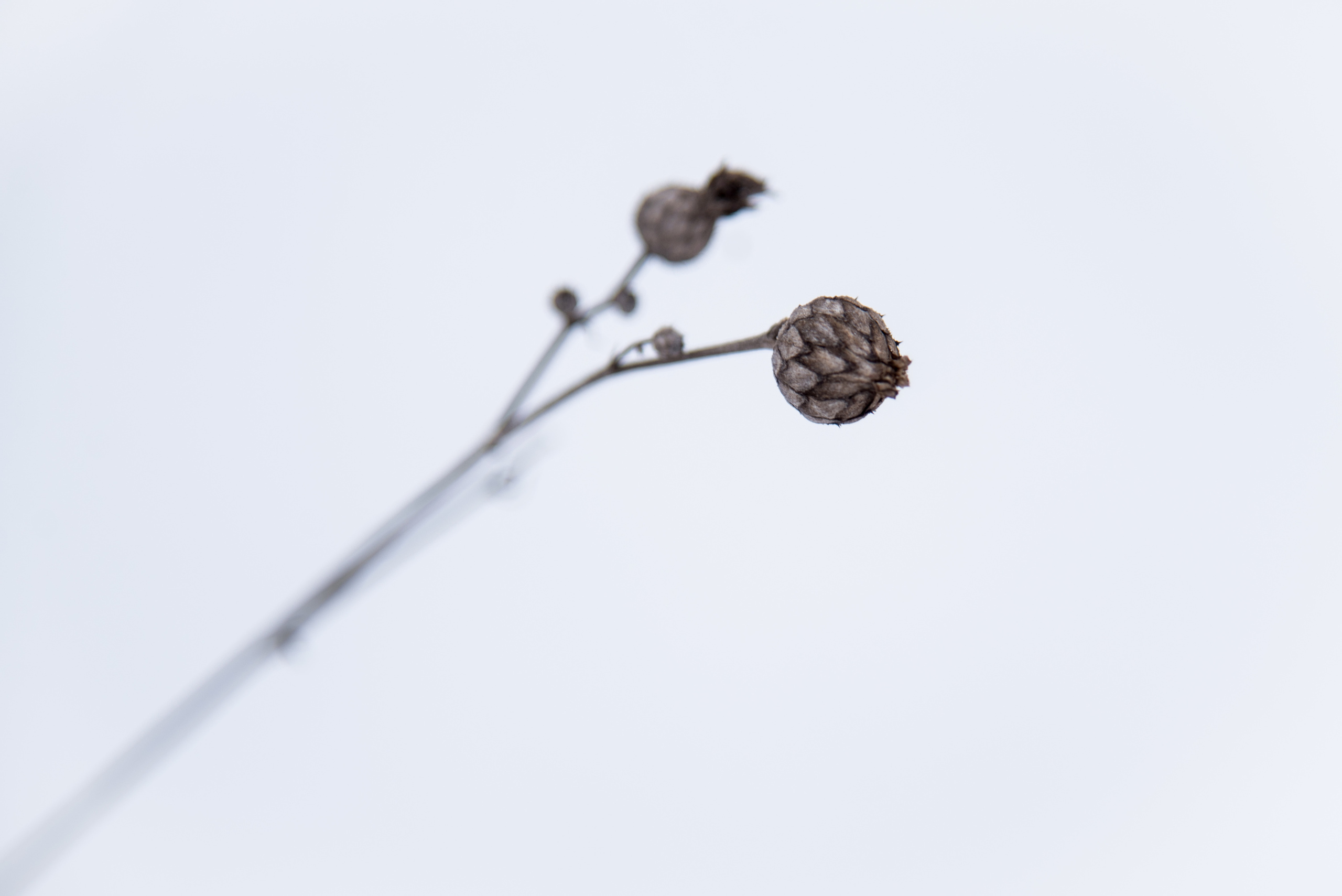 Природа. Фотография для жизни от Елены Чихичиной