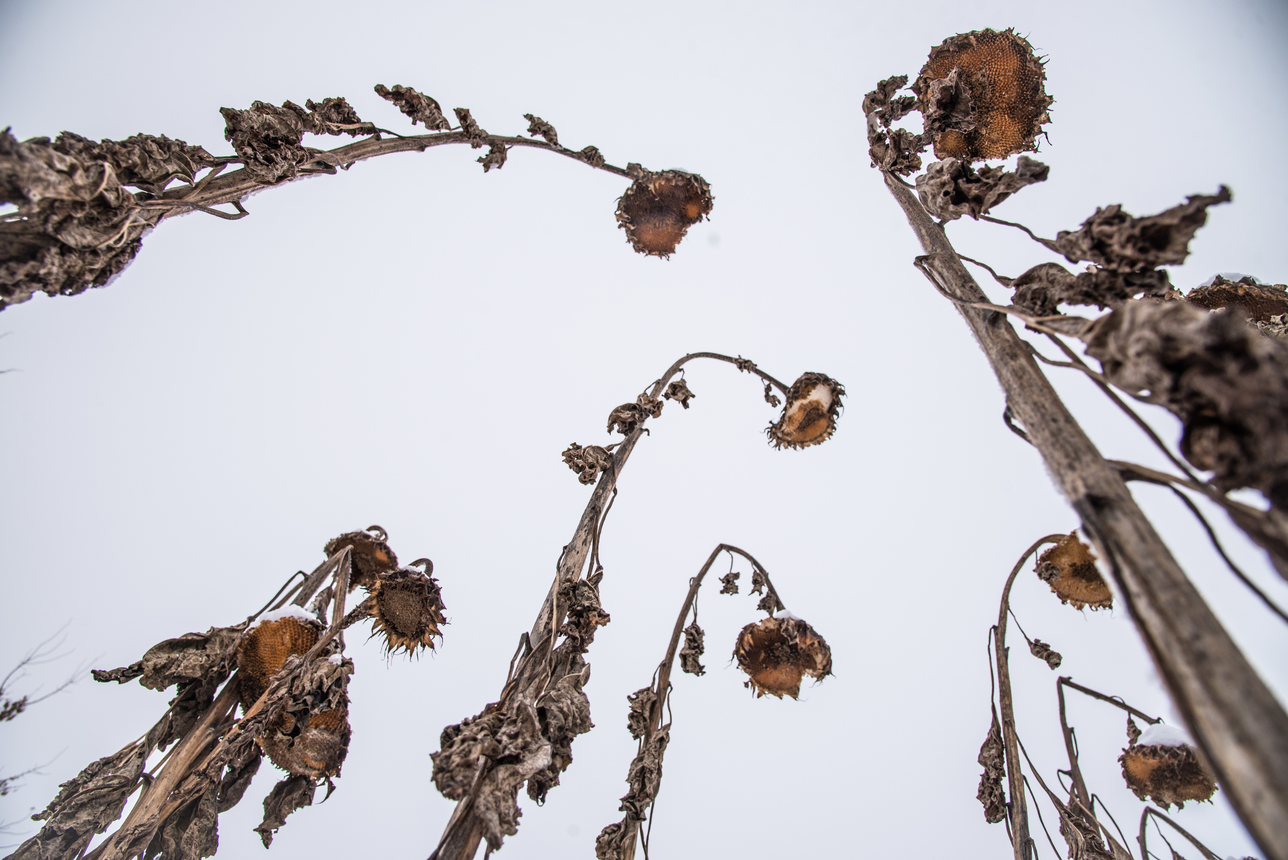 Природа. Фотография для жизни от Елены Чихичиной