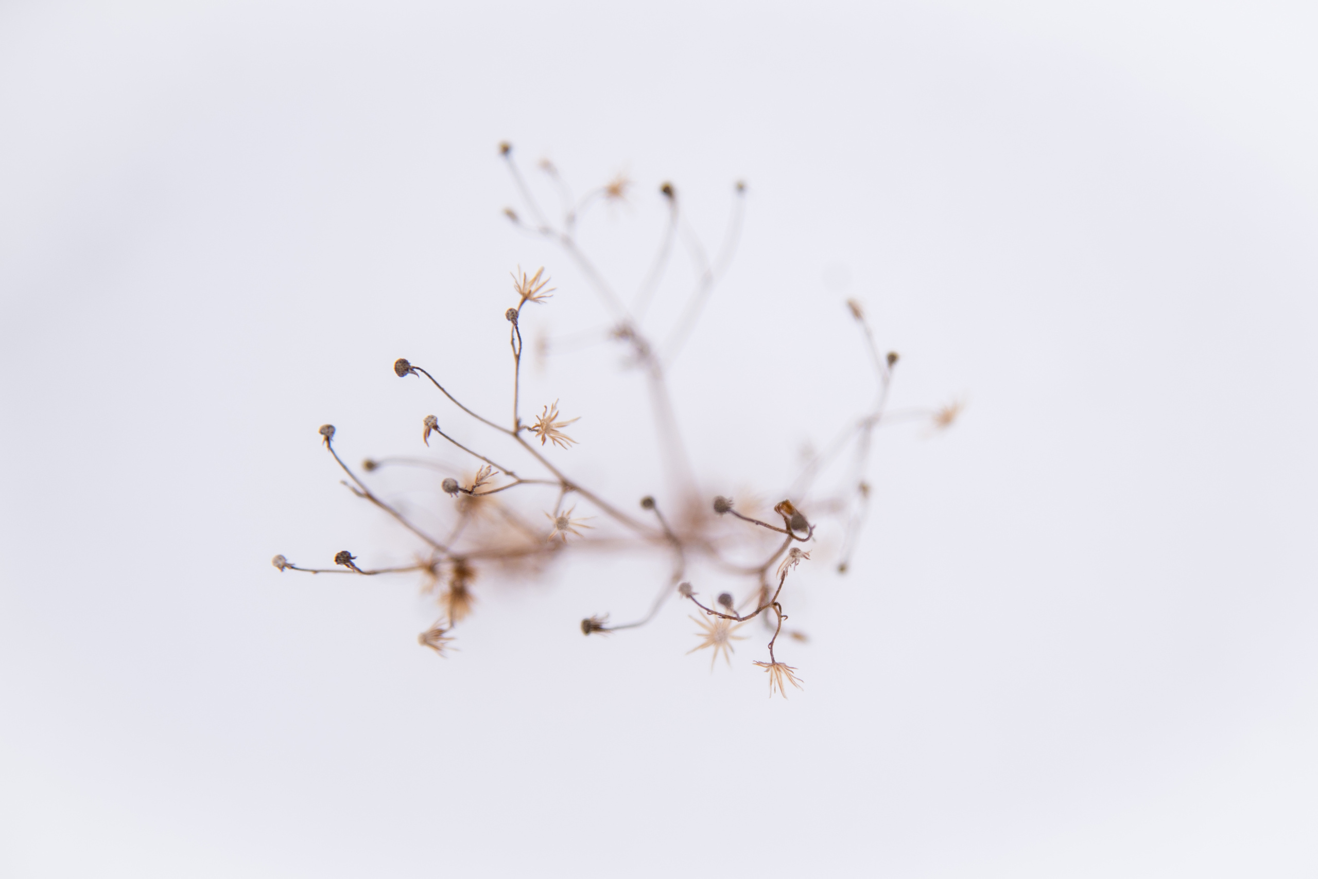 Природа. Фотография для жизни от Елены Чихичиной