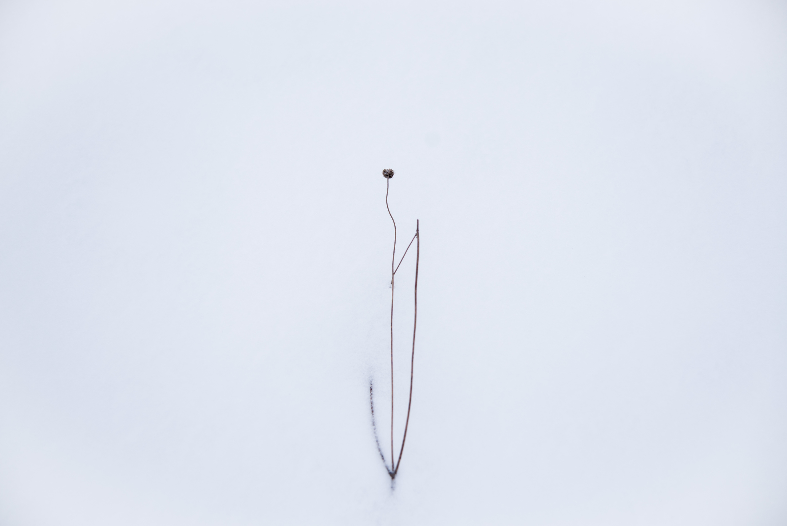 Природа. Фотография для жизни от Елены Чихичиной