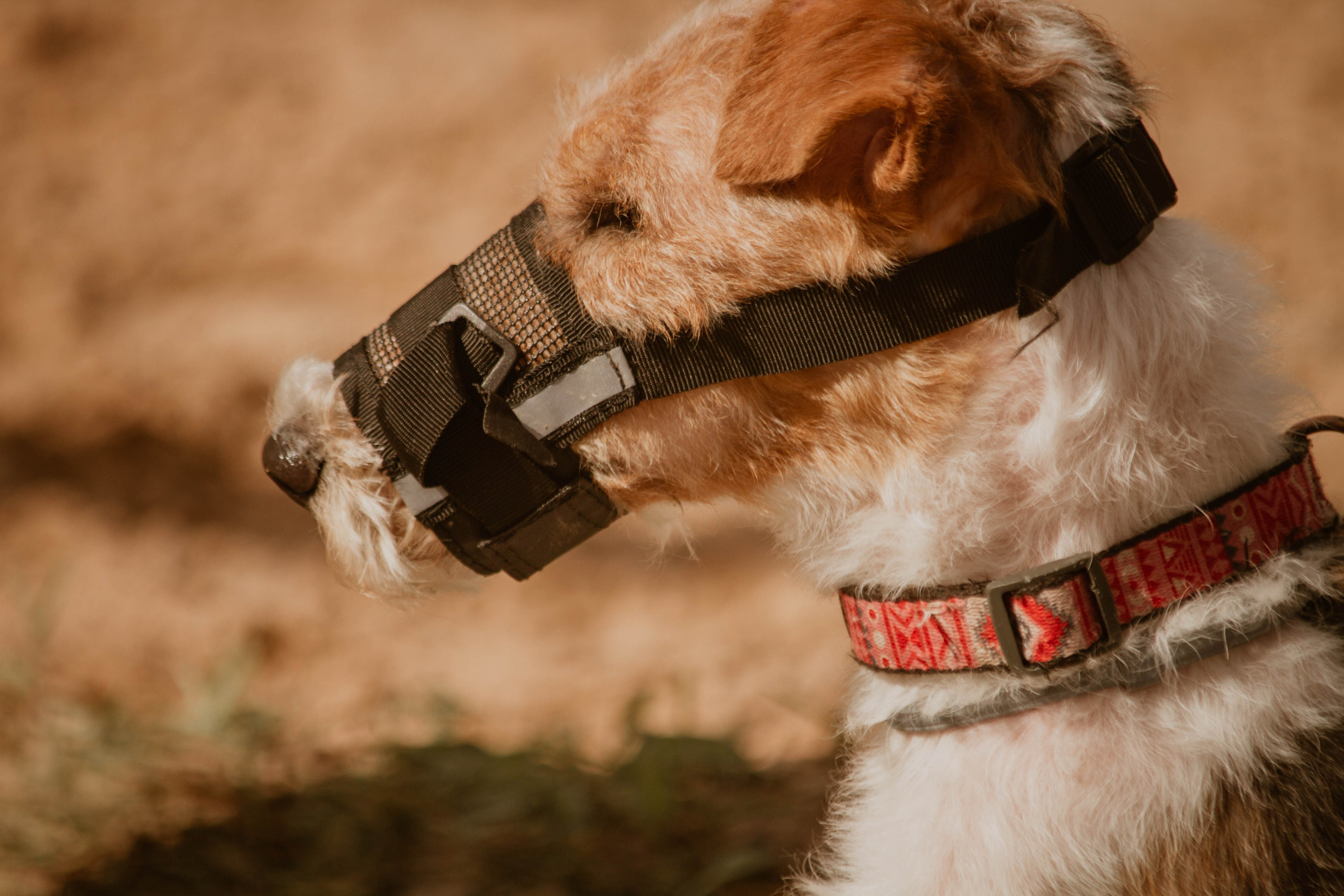 ИППОСФЕРА — Международная конная выставка. Создадим шедевр? Виталина и её фотоискусство