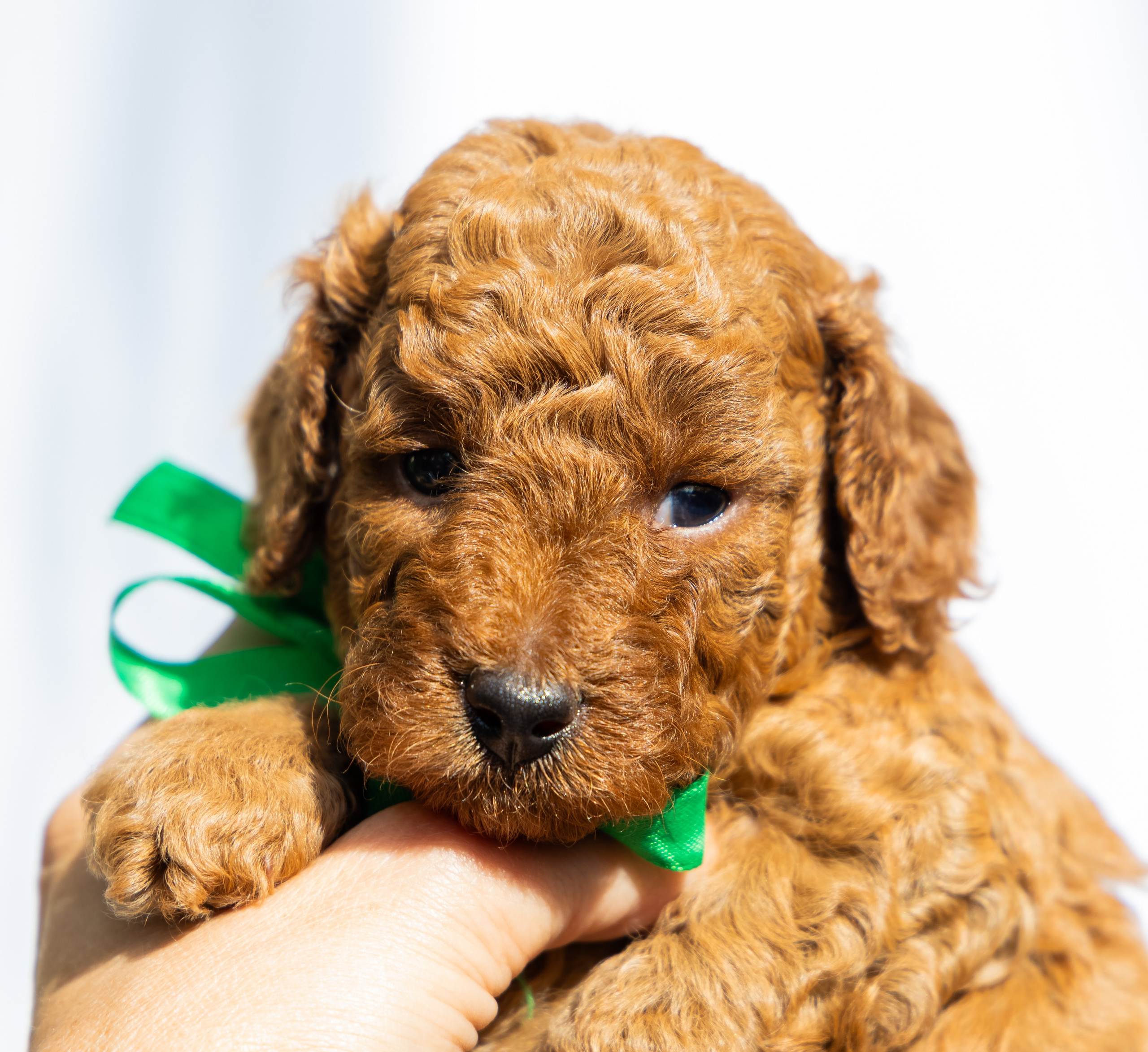 С животными. Фотограф-ретушёр