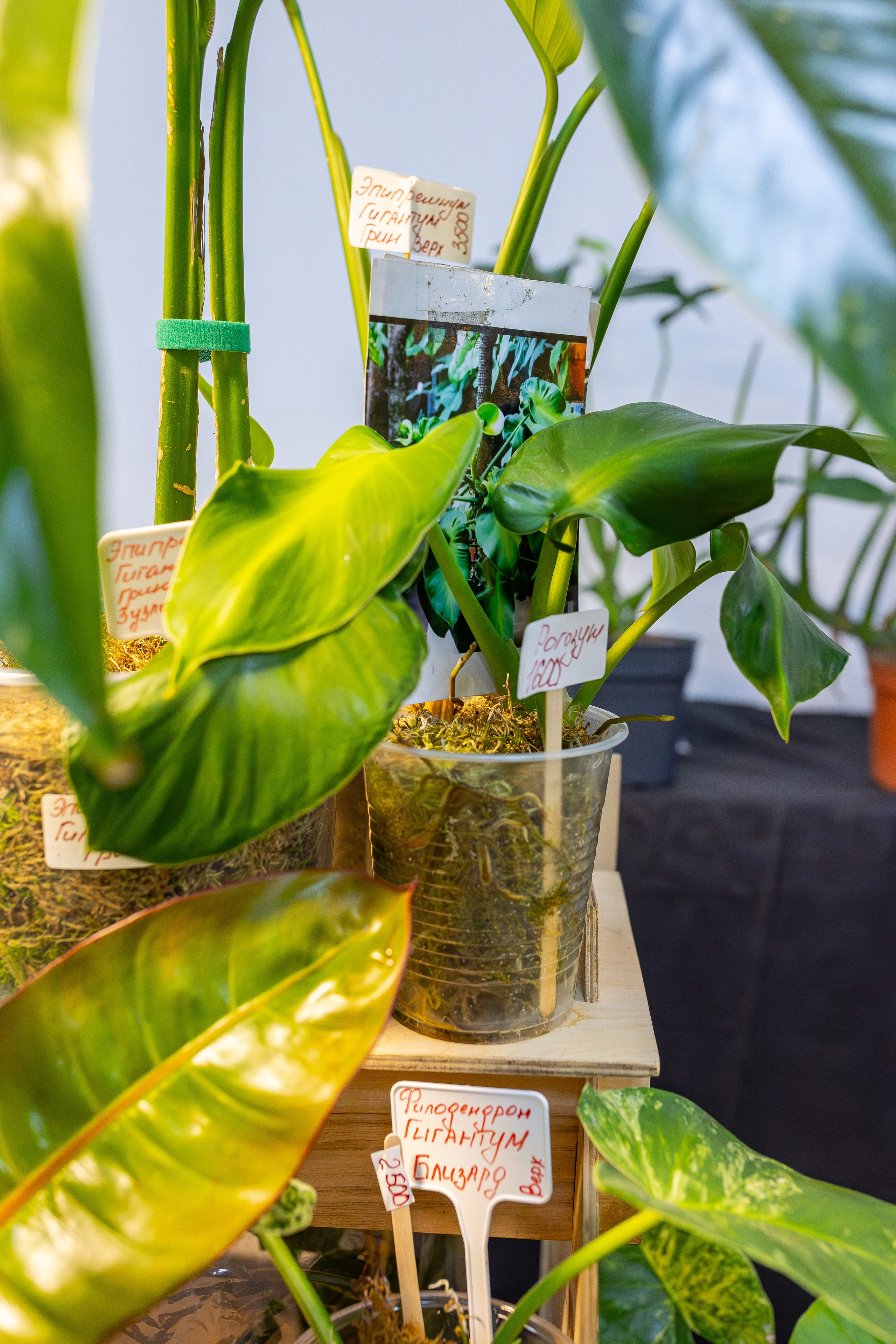 Монстериум апрель 2026. Александра Куликова фотограф, Москва