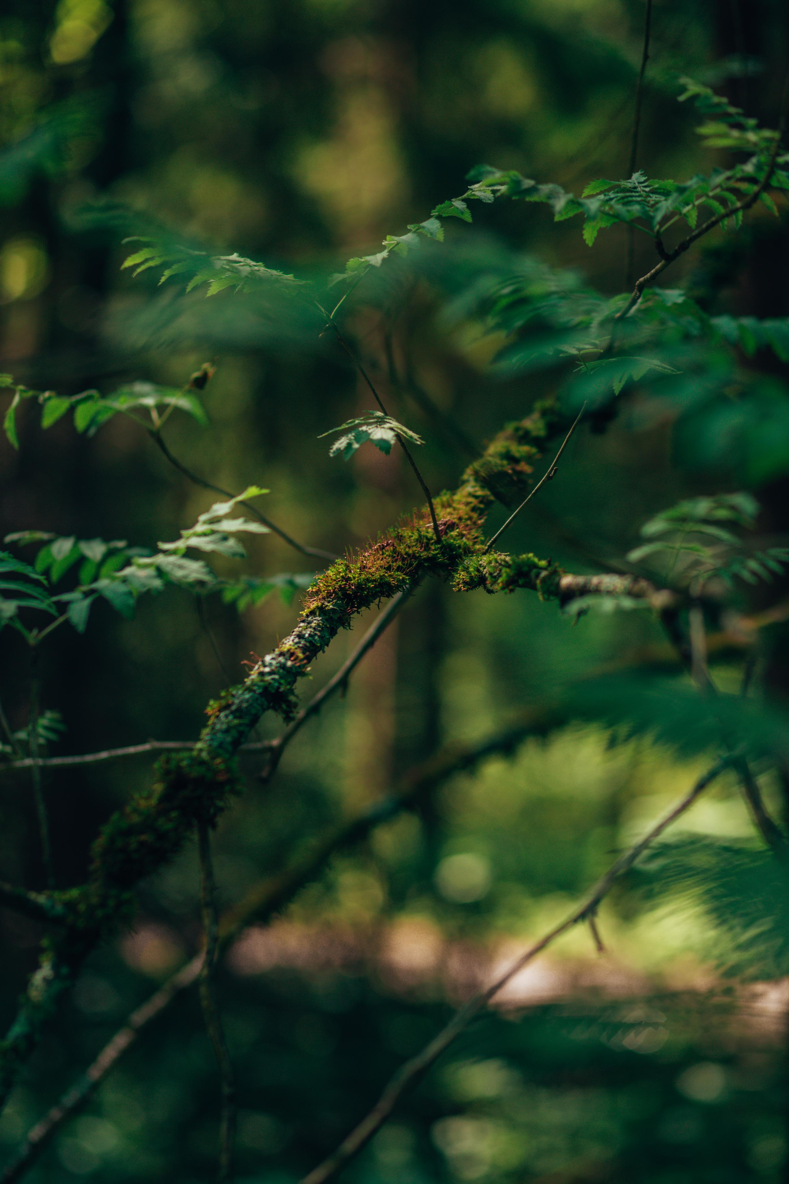 Виктория. Свадебный и Семейный фотограф в Москве Александра Вайпер