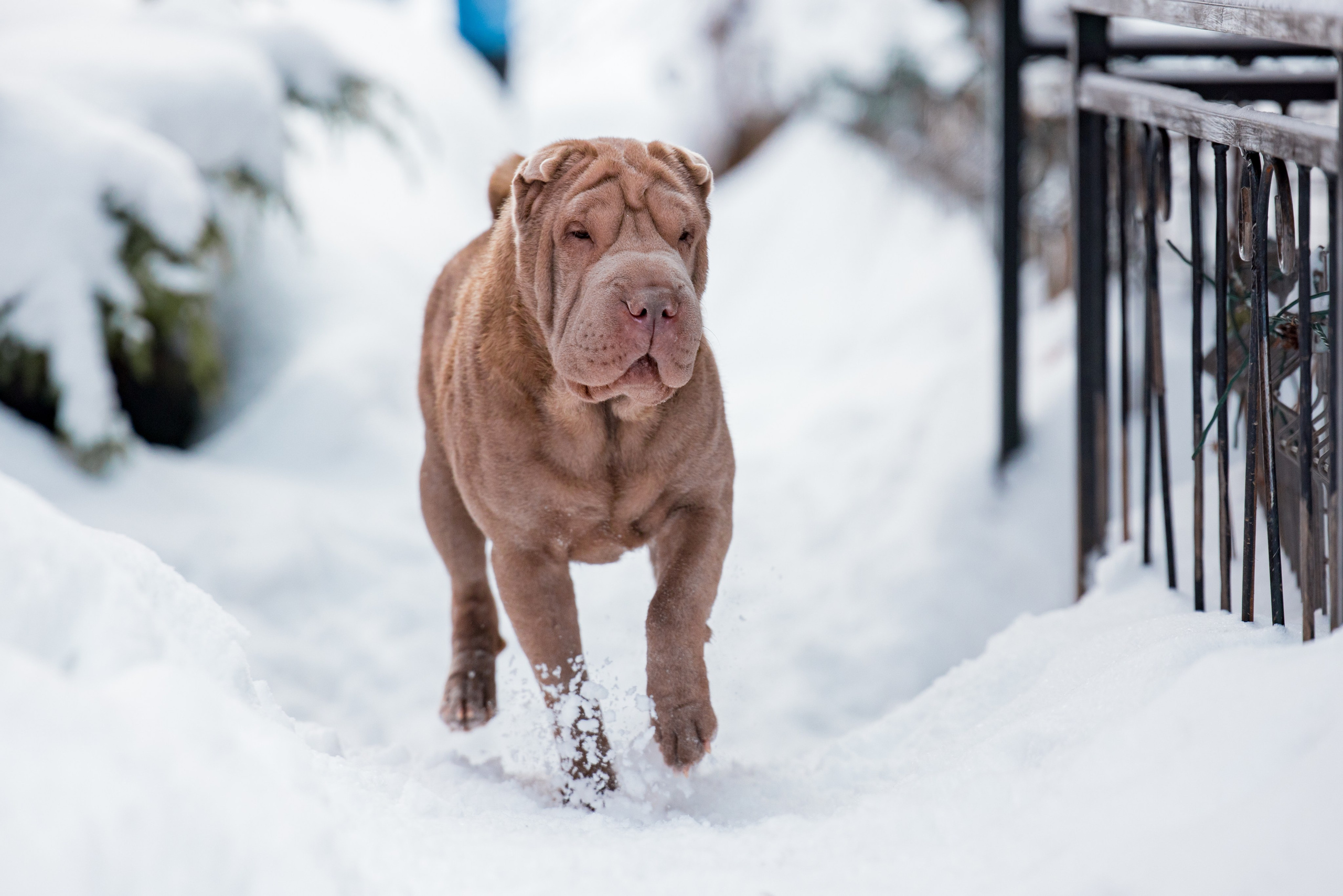 В гостях у шарпеев 16.01.2024. Фотограф-анималист Юлия Германика