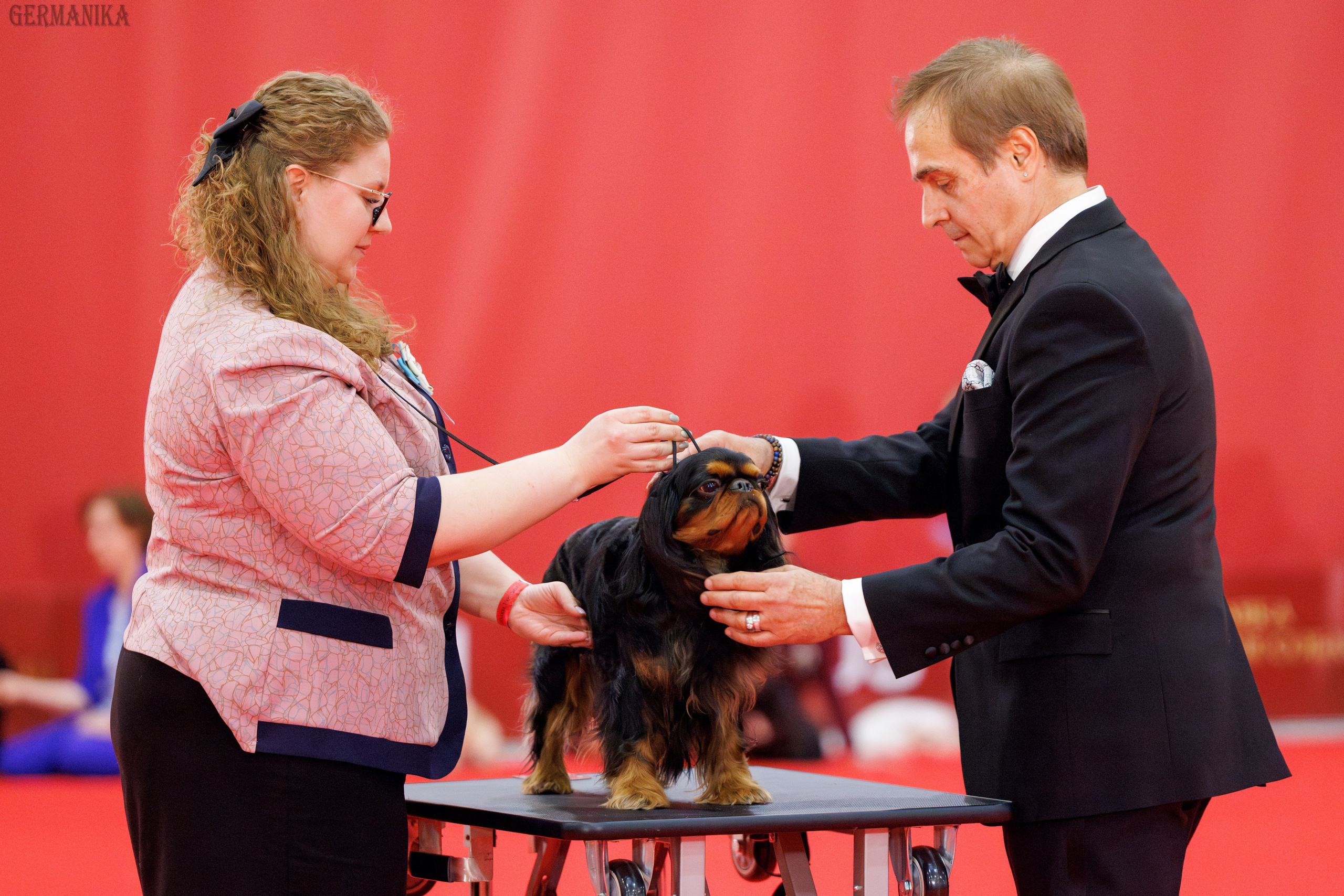 Лучшие Собаки России 17-18.02.2024. Фотограф-анималист Юлия Германика