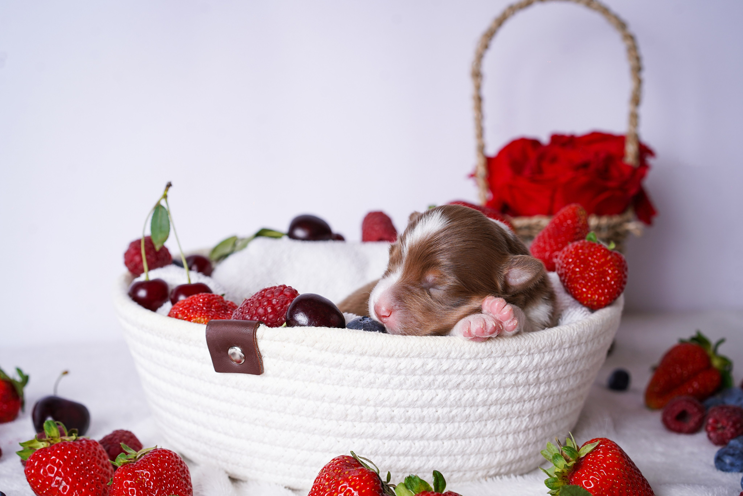 Щенки аусси. Фотограф-анималист в Санкт-Петербурге Яна Мартынова