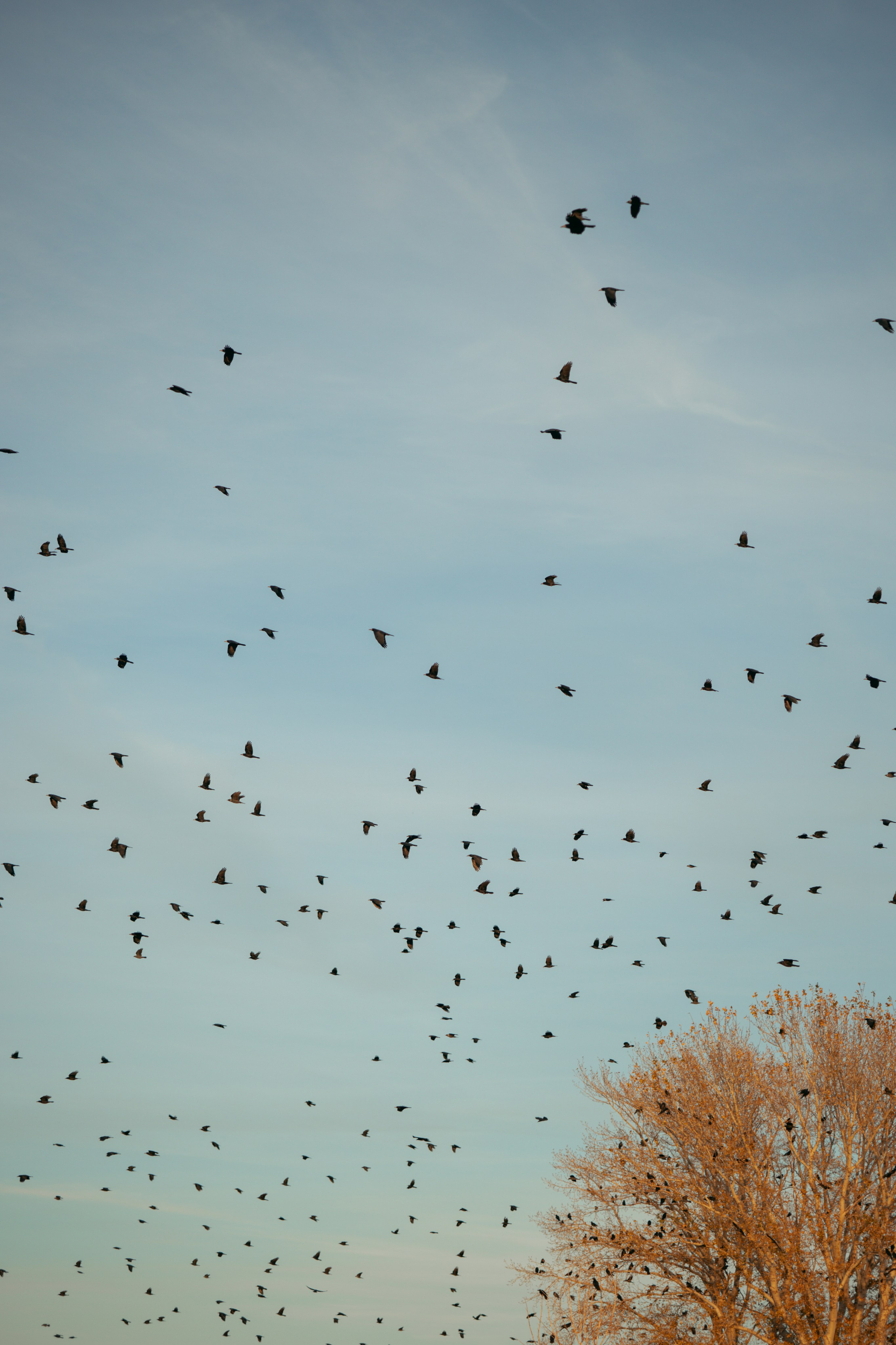 В степи (Женский портрет). Фотограф в Оренбурге Сулеева Ралина