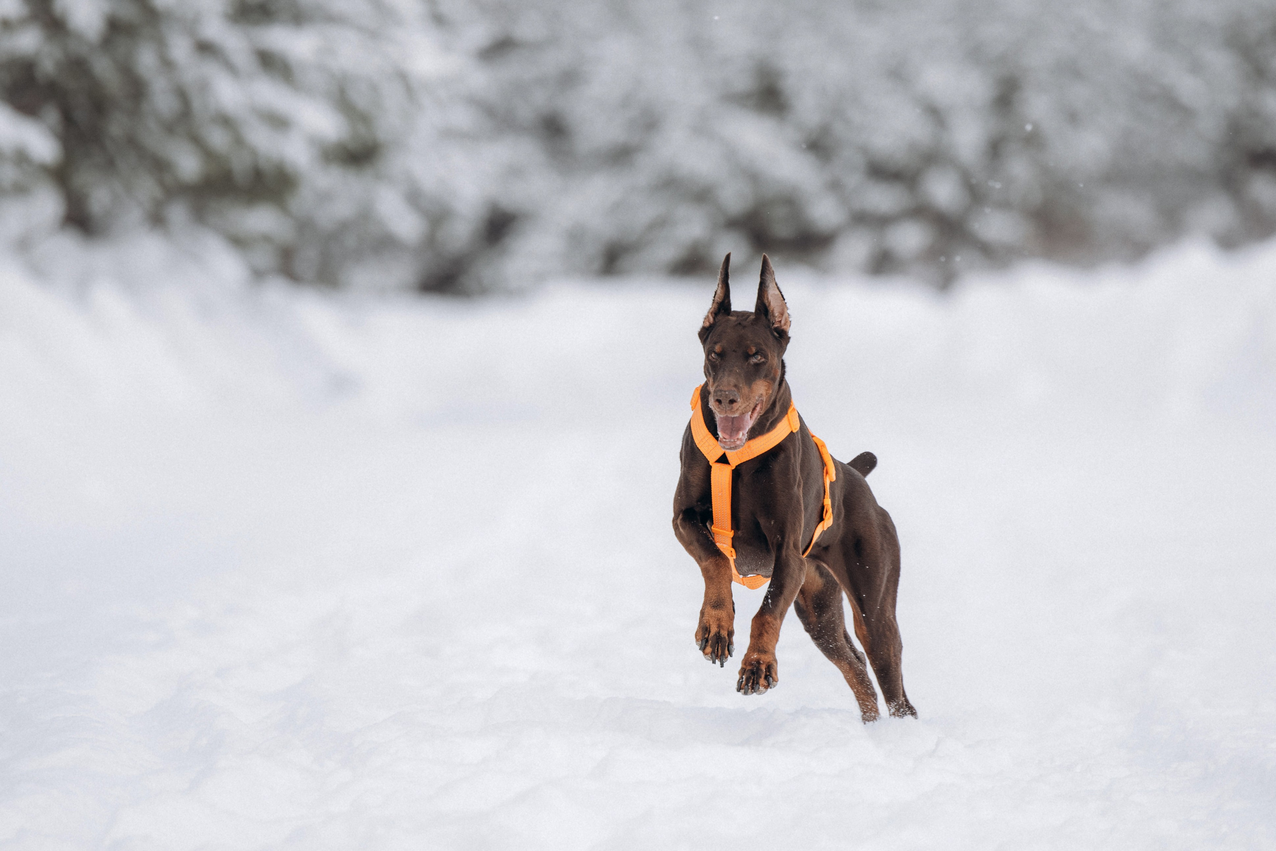 Детта. Зима. Фотограф анималист в Казани Алина Сулейманова. Фотограф животных