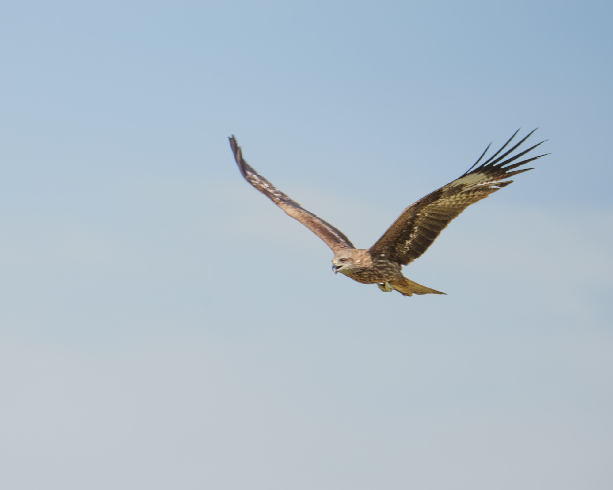 Черный коршун парящий в небе Монголии. 
