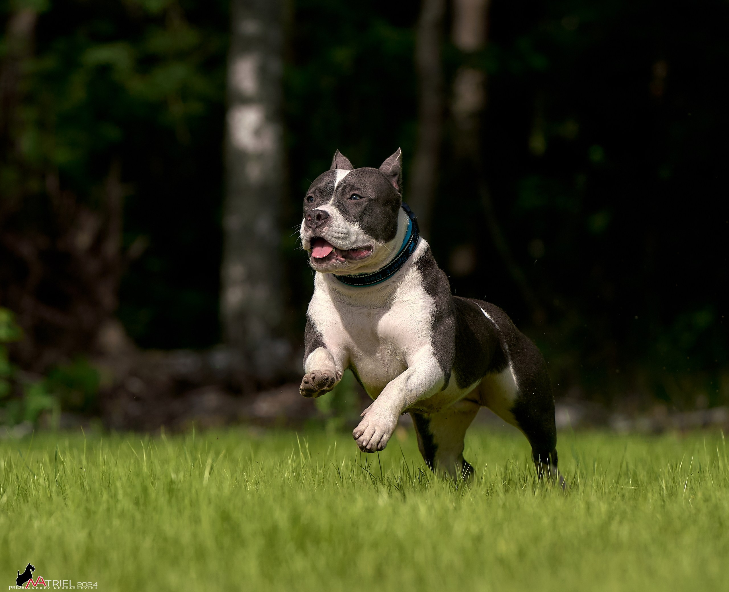 Фотопрогулка с булли