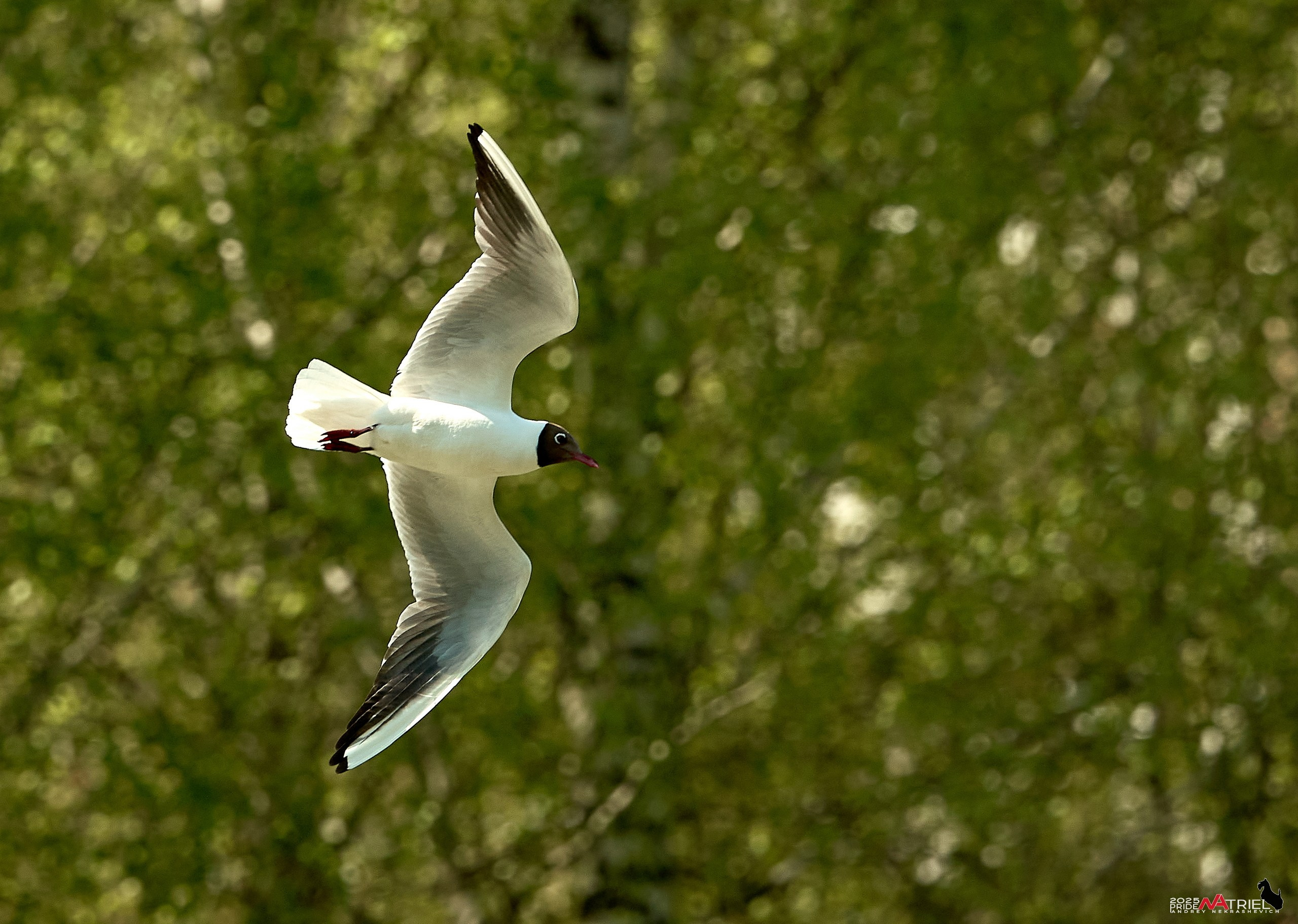Птички и цветочки