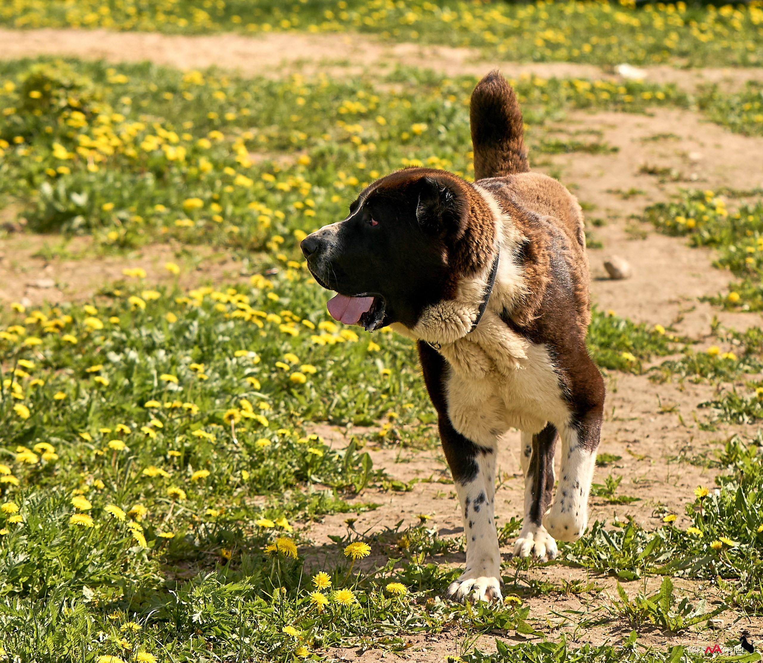 Съемка в питомнике
