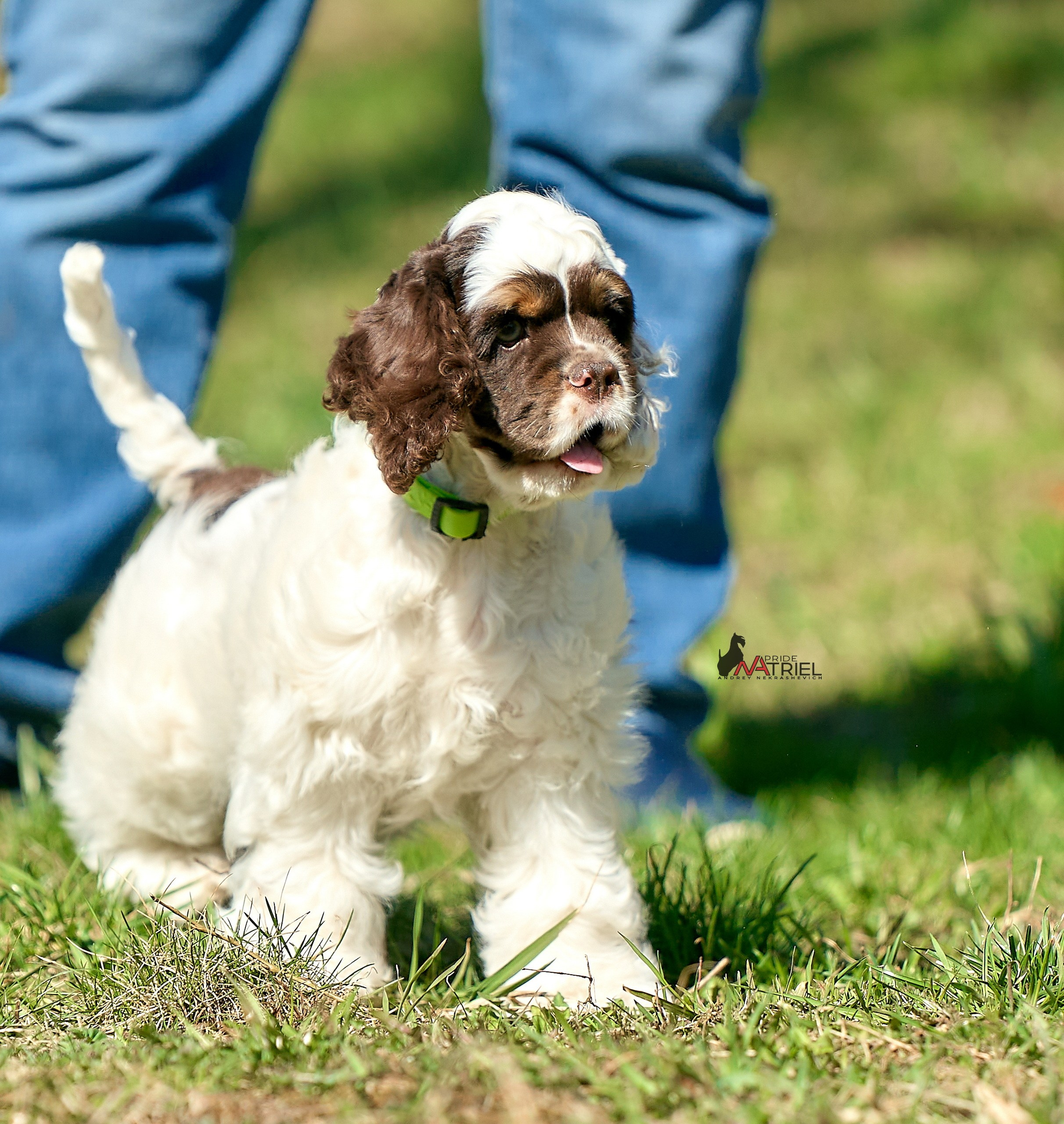 Прогулка со щенком
