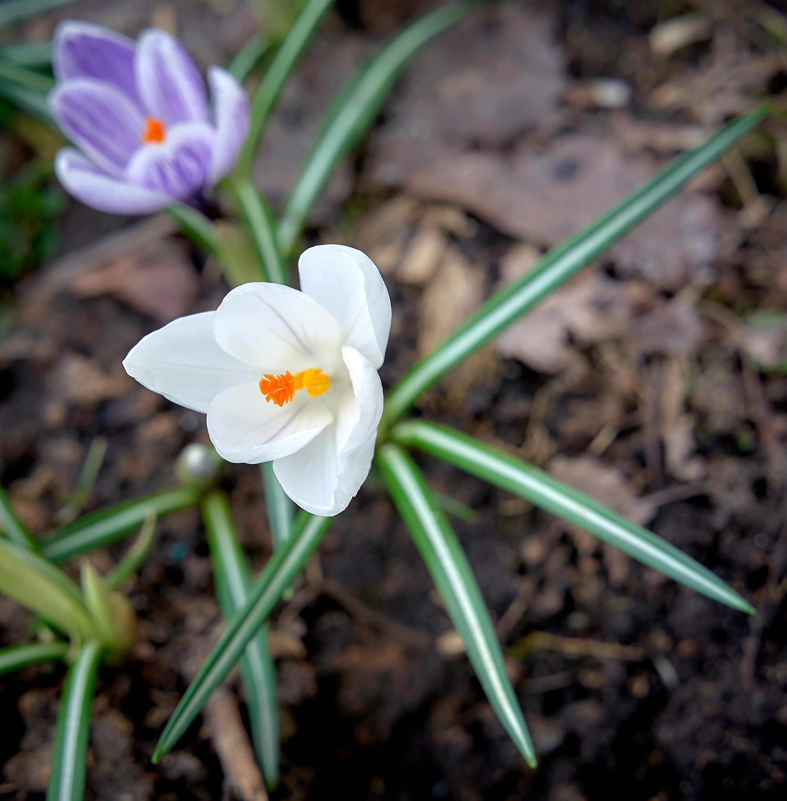 Лютики-цветочки — галерея NATRIEL