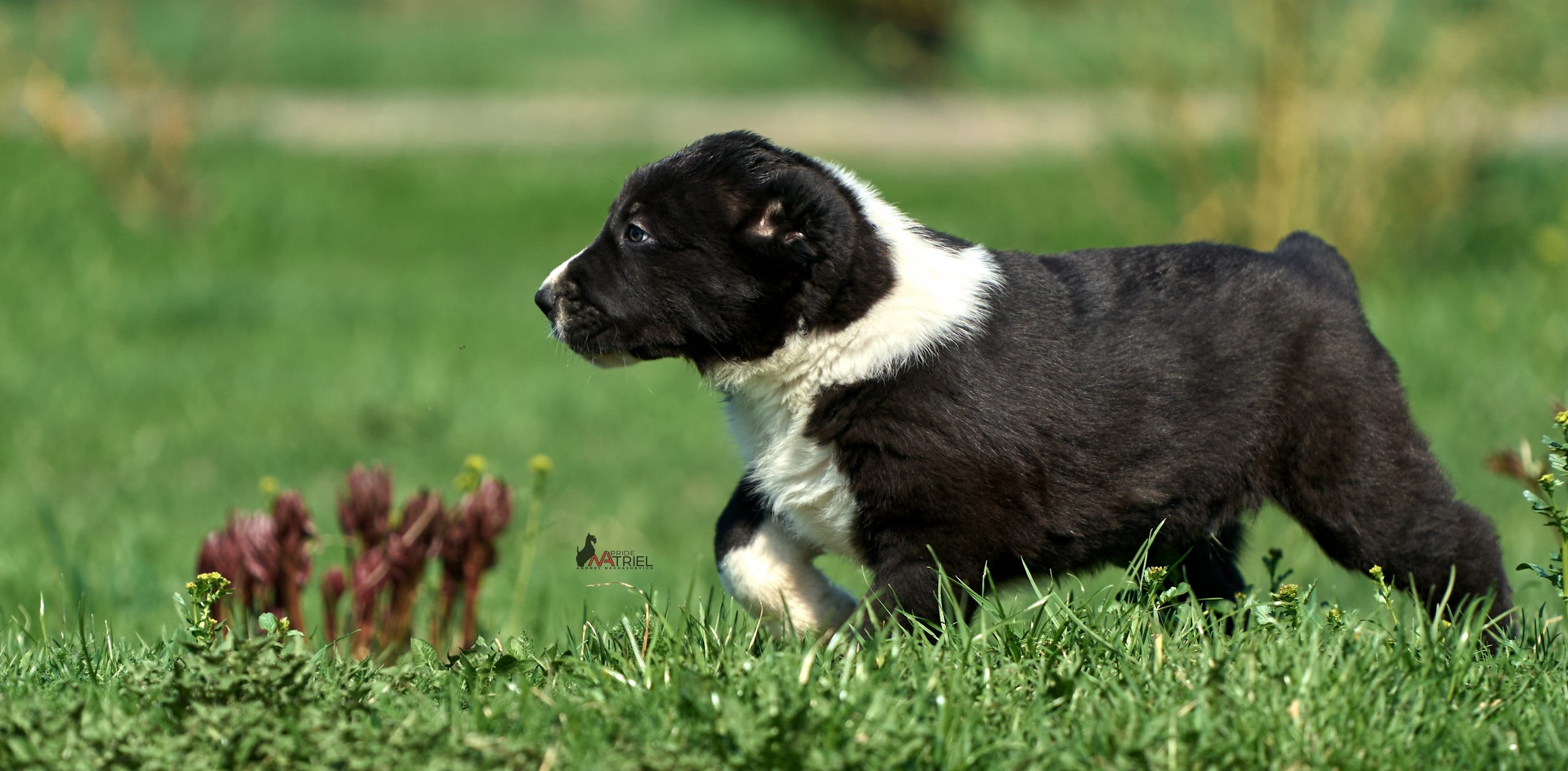 Среднеазиаты — щенки и взрослые