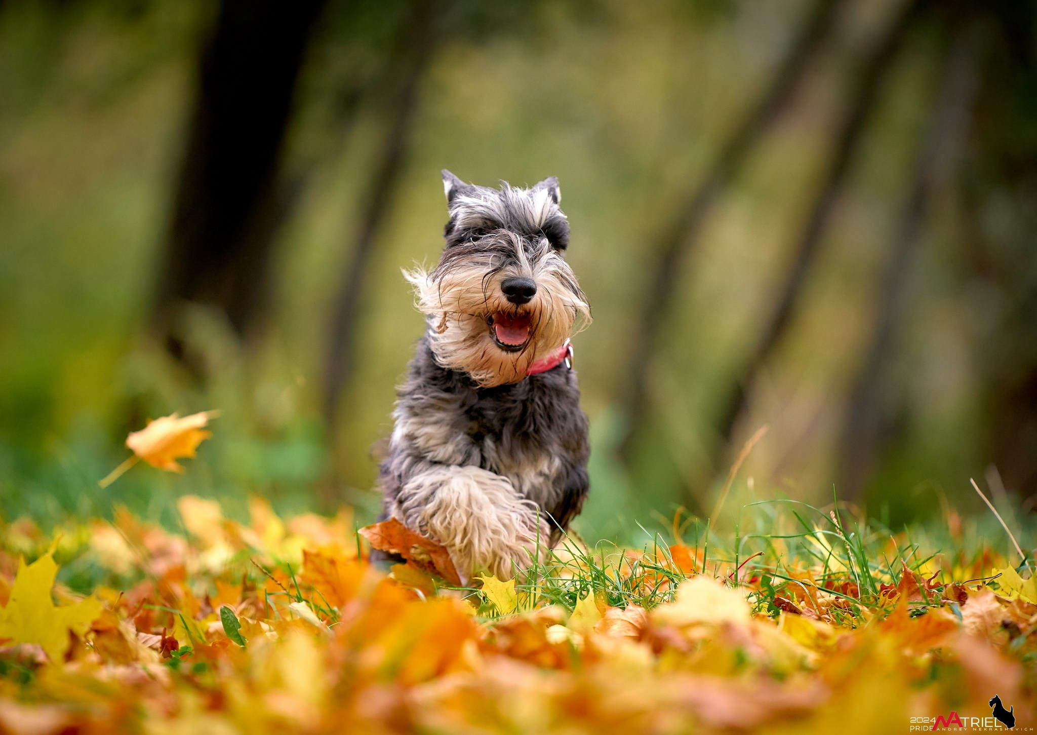 Фотопрогулка с собаками
